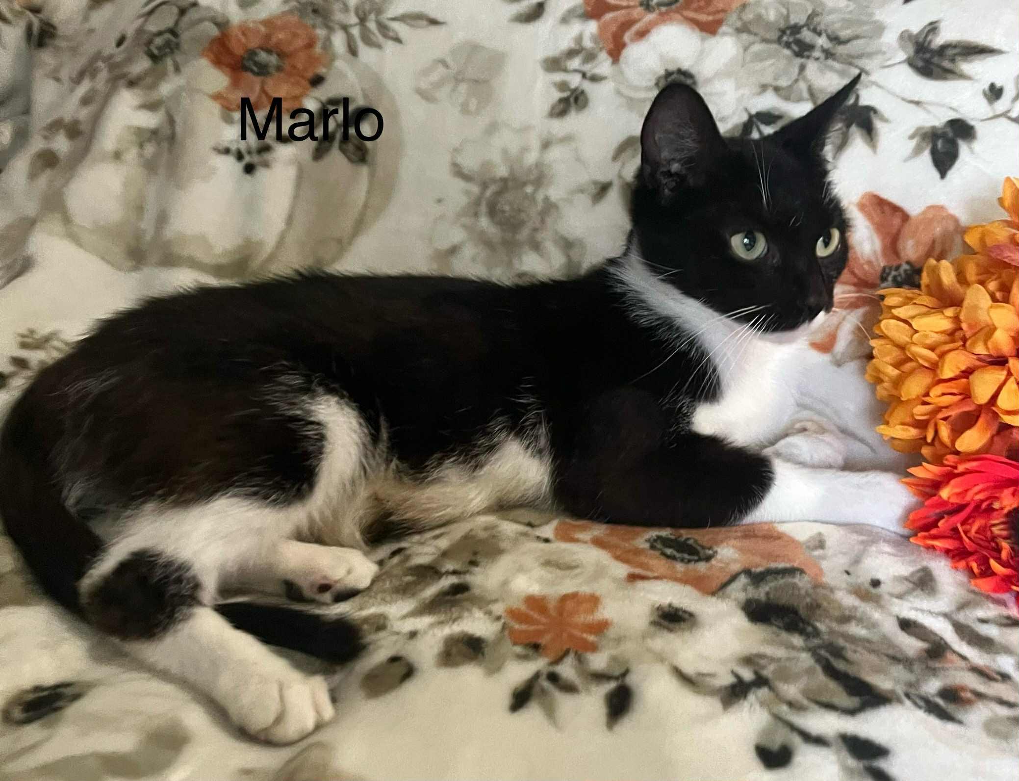 Marlo @ Livonia PetSmart