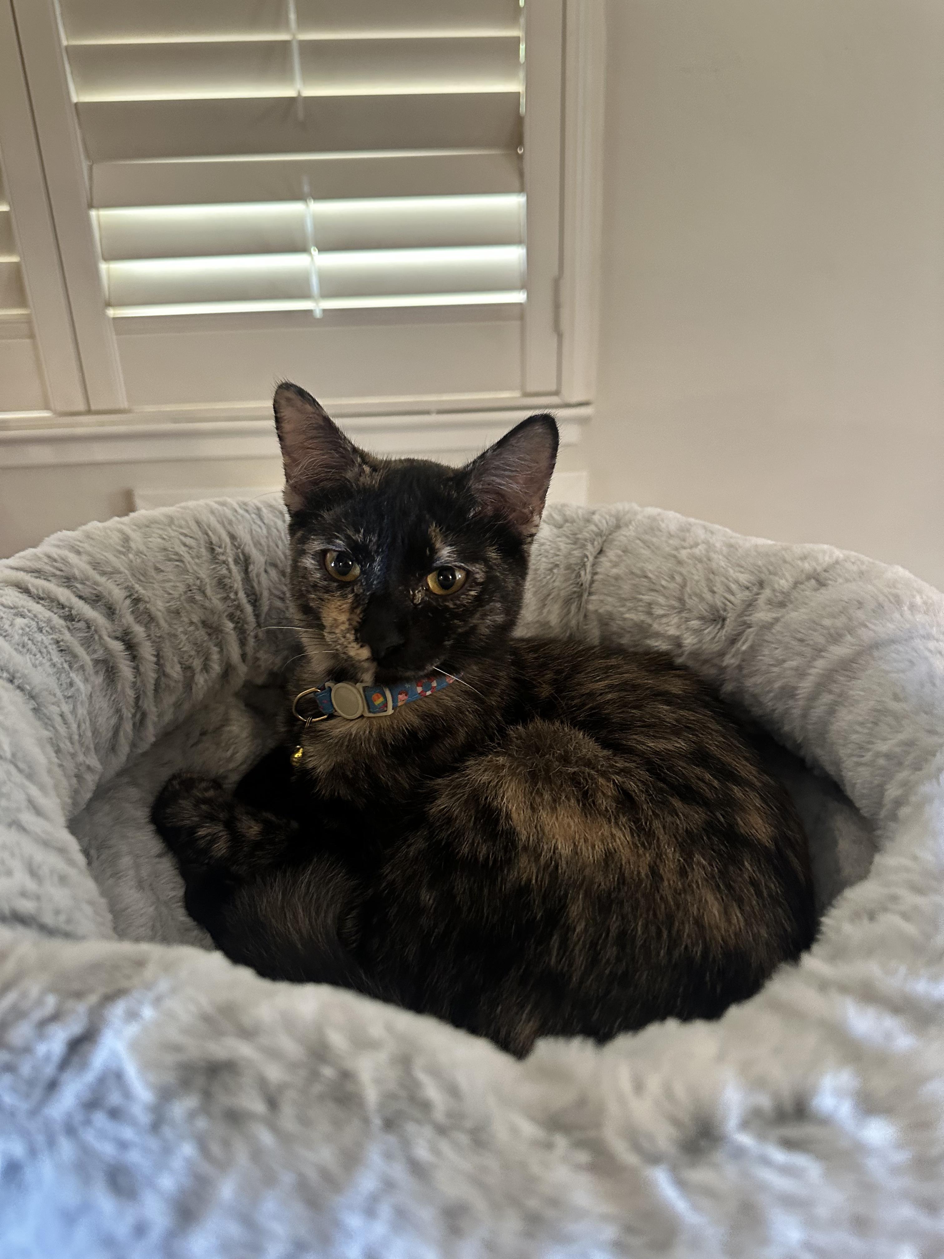 Harriet, Adoptable, Young Female Tortoiseshell.