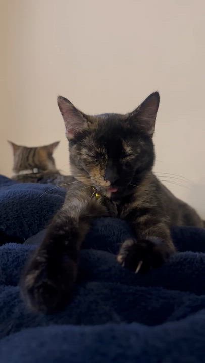 Enlarge Harriet, a Adoptable Tortoiseshell in Crockett, CA video 2/2