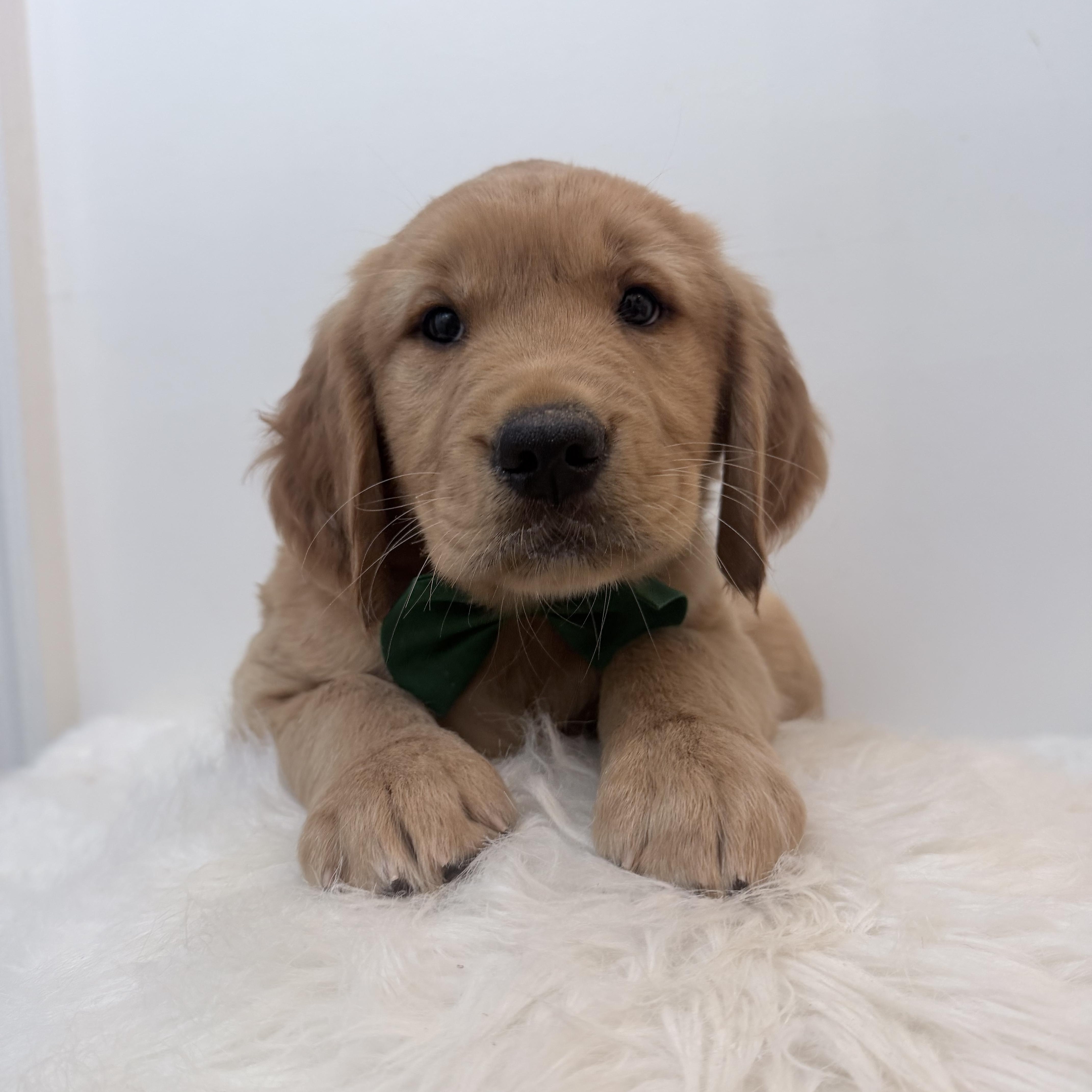 Arlo, Adopted, Puppy Male Golden Retriever.