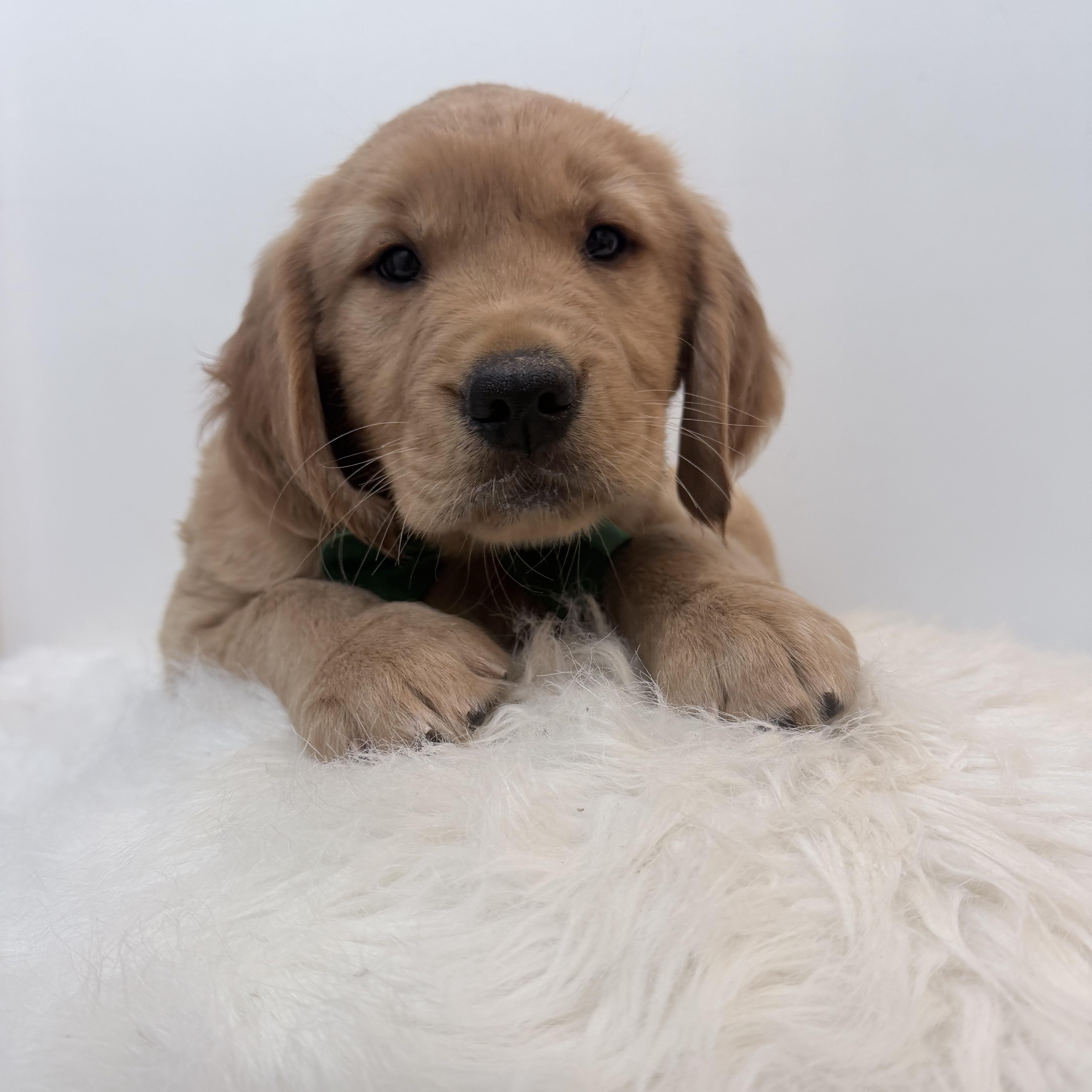 Enlarge Arlo, a Adopted Golden Retriever in Wrightstown, NJ image 2/5