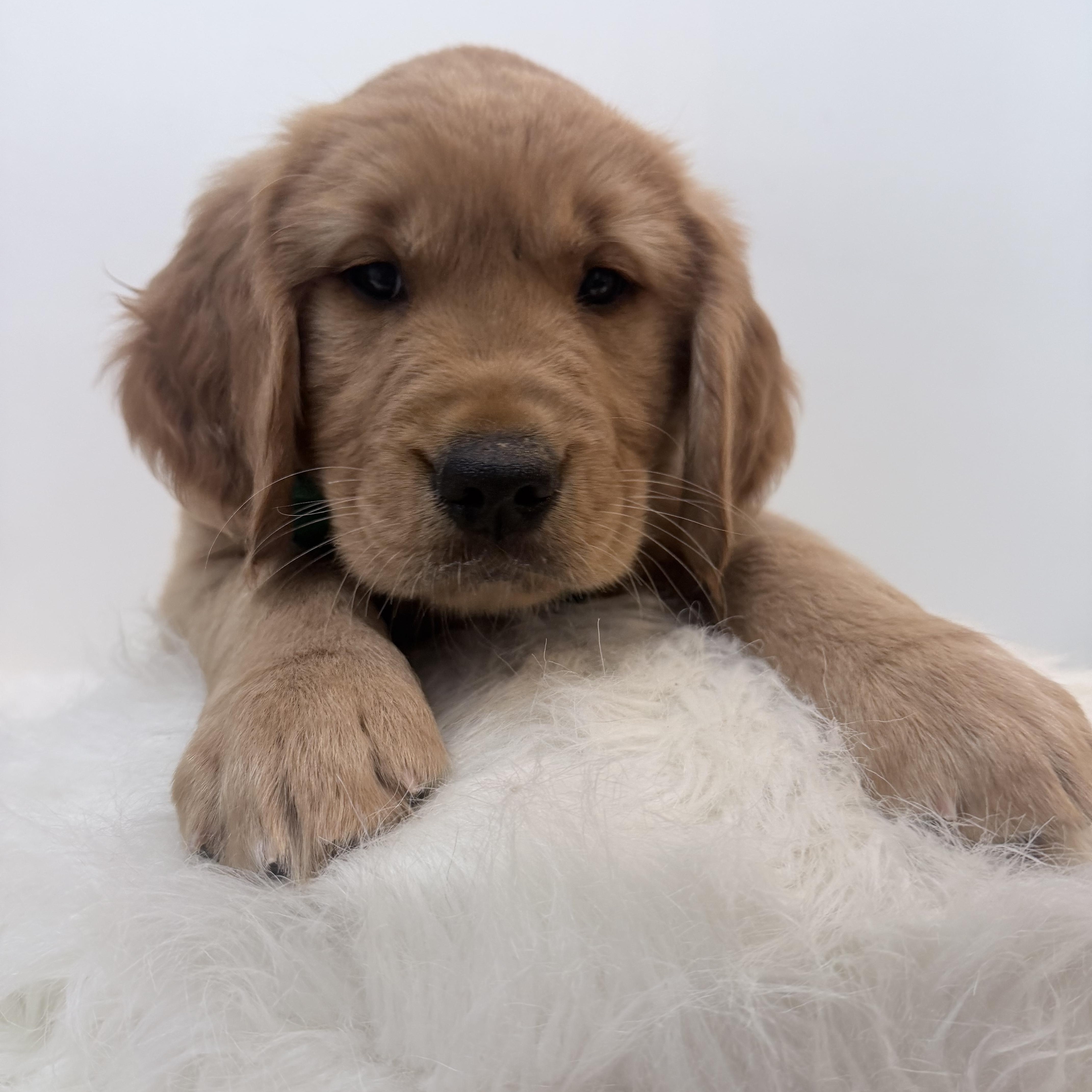 Enlarge Arlo, a Adopted Golden Retriever in Wrightstown, NJ image 4/5