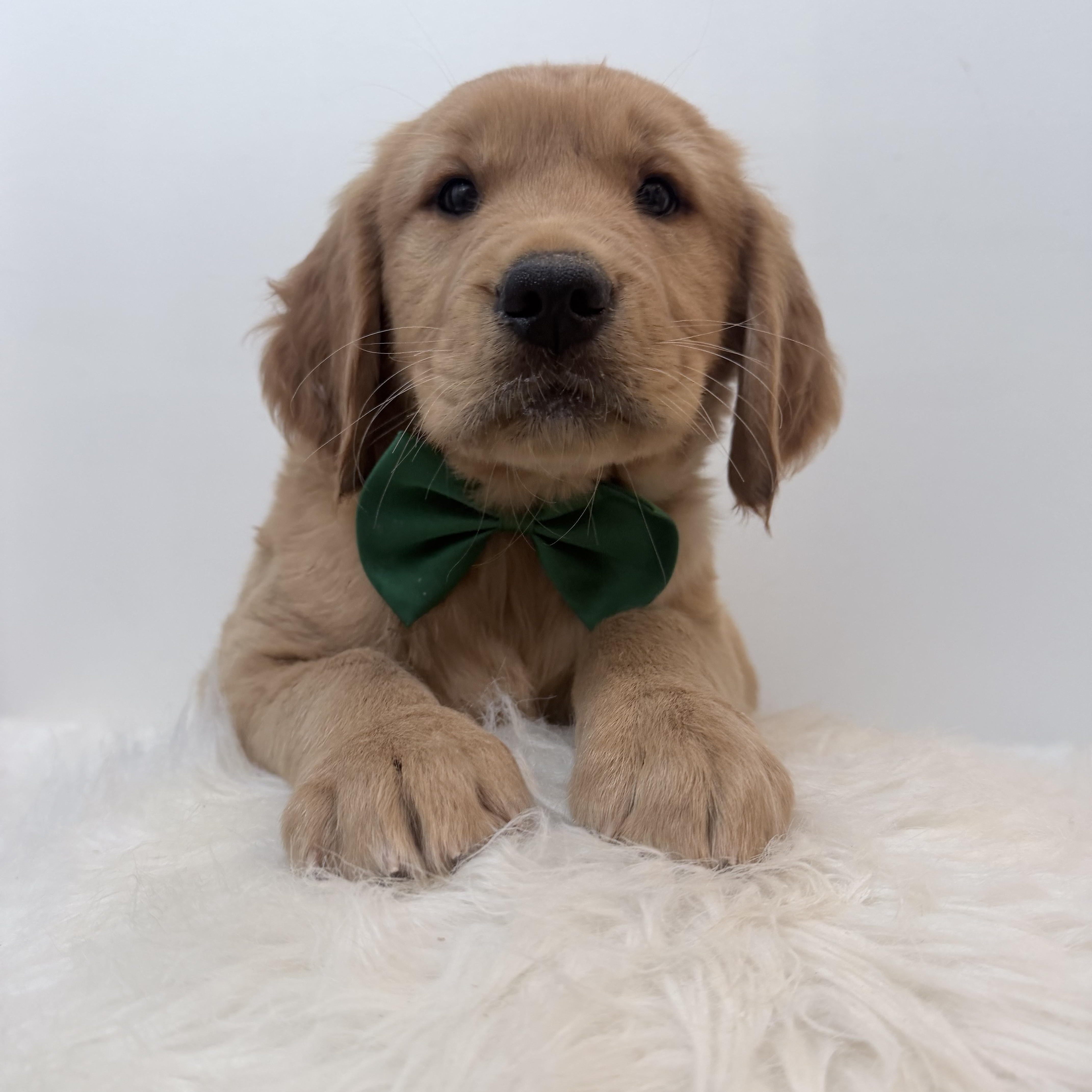 Enlarge Arlo, a Adopted Golden Retriever in Wrightstown, NJ image 3/5
