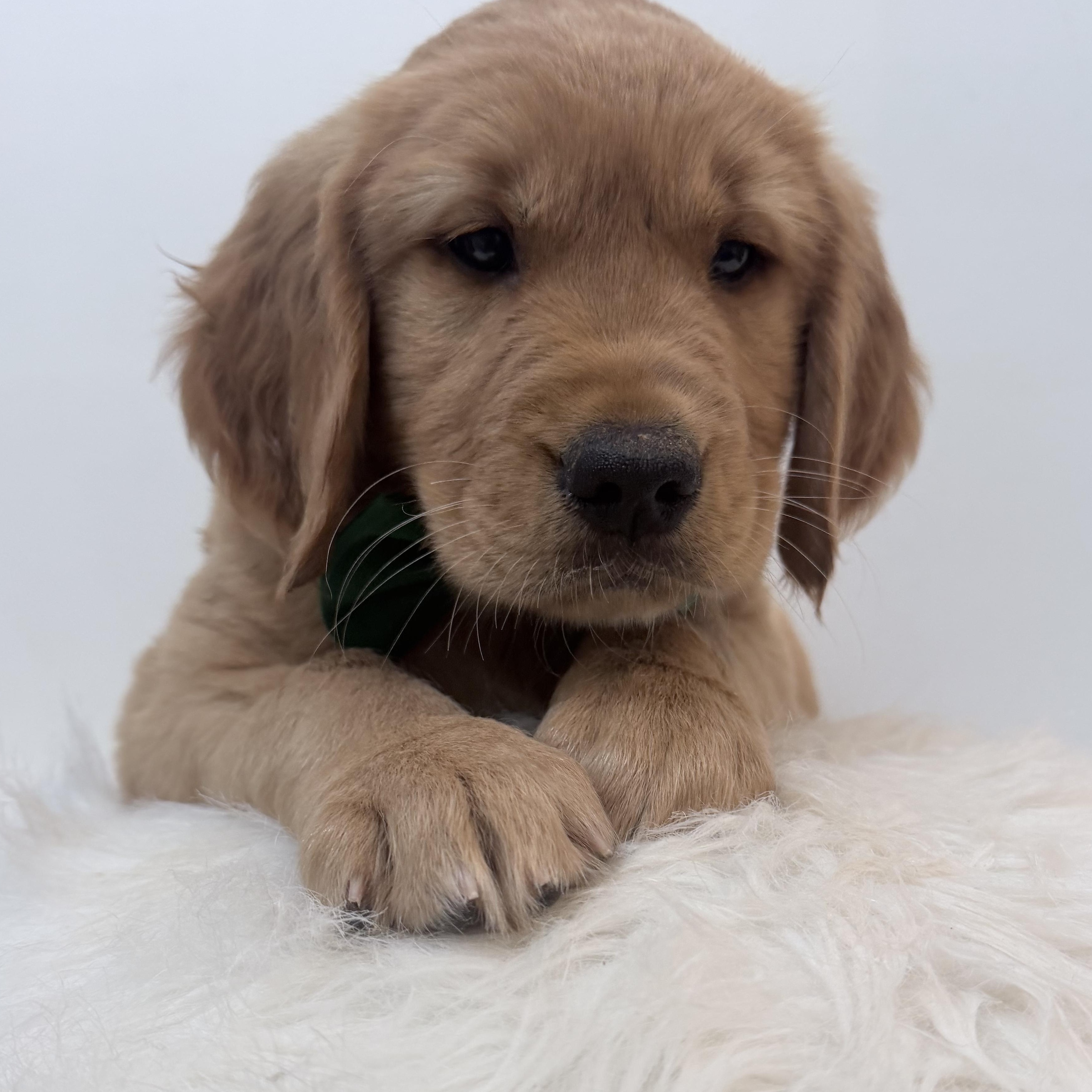 Enlarge Arlo, a Adopted Golden Retriever in Wrightstown, NJ image 5/5