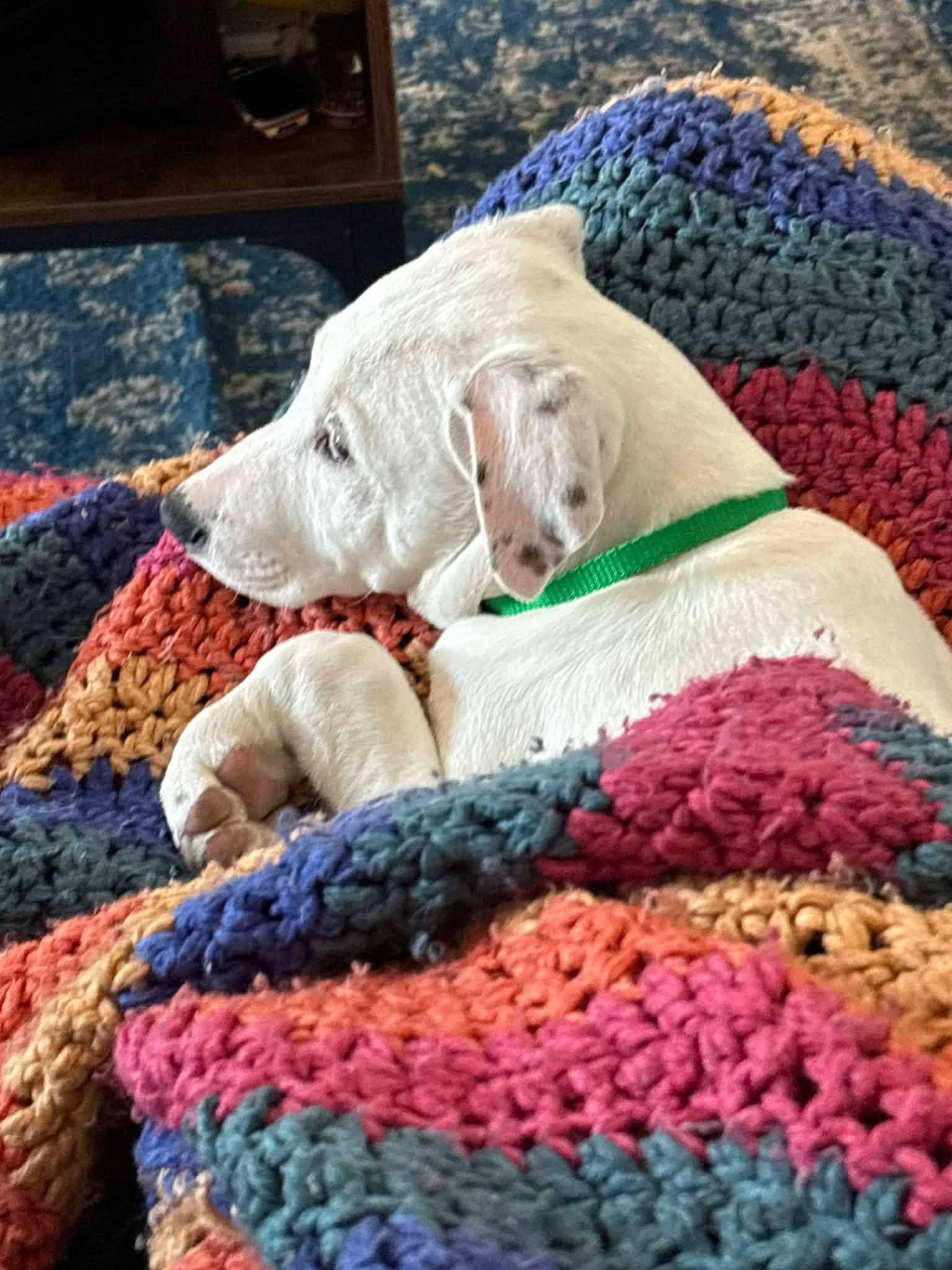 Enlarge Pogo, a ADOPTABLE mixed breed in Souderton, PA image 2/4