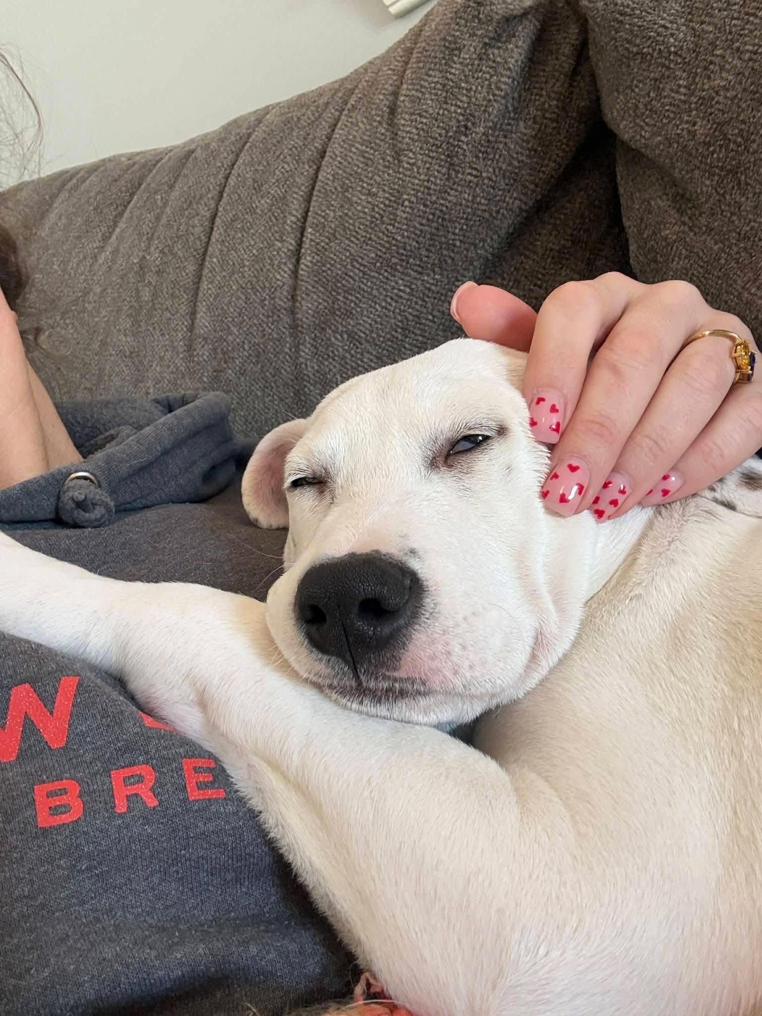 Enlarge Pogo, a ADOPTABLE mixed breed in Souderton, PA image 3/4