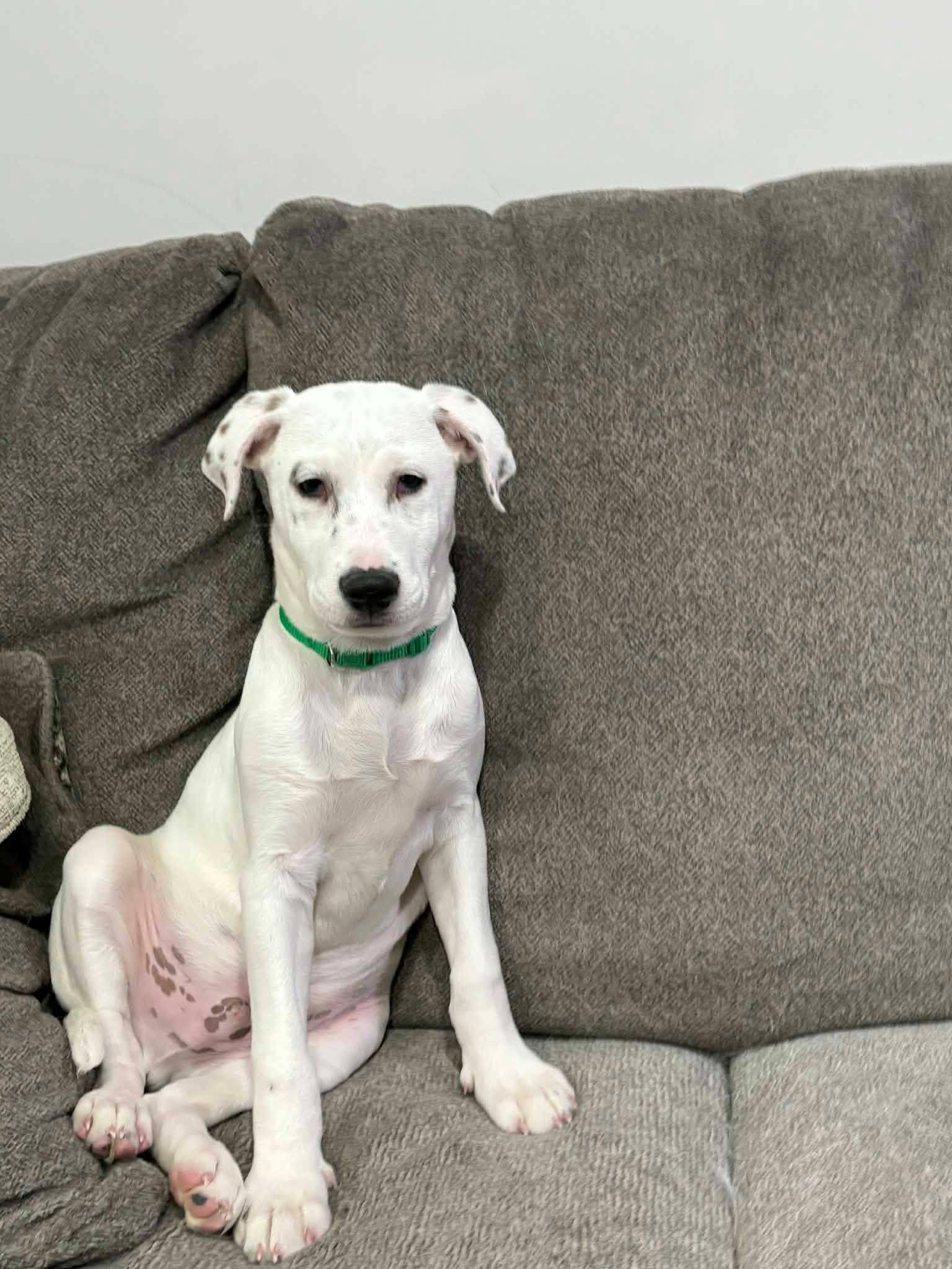 Enlarge Pogo, a ADOPTABLE mixed breed in Souderton, PA image 1/4