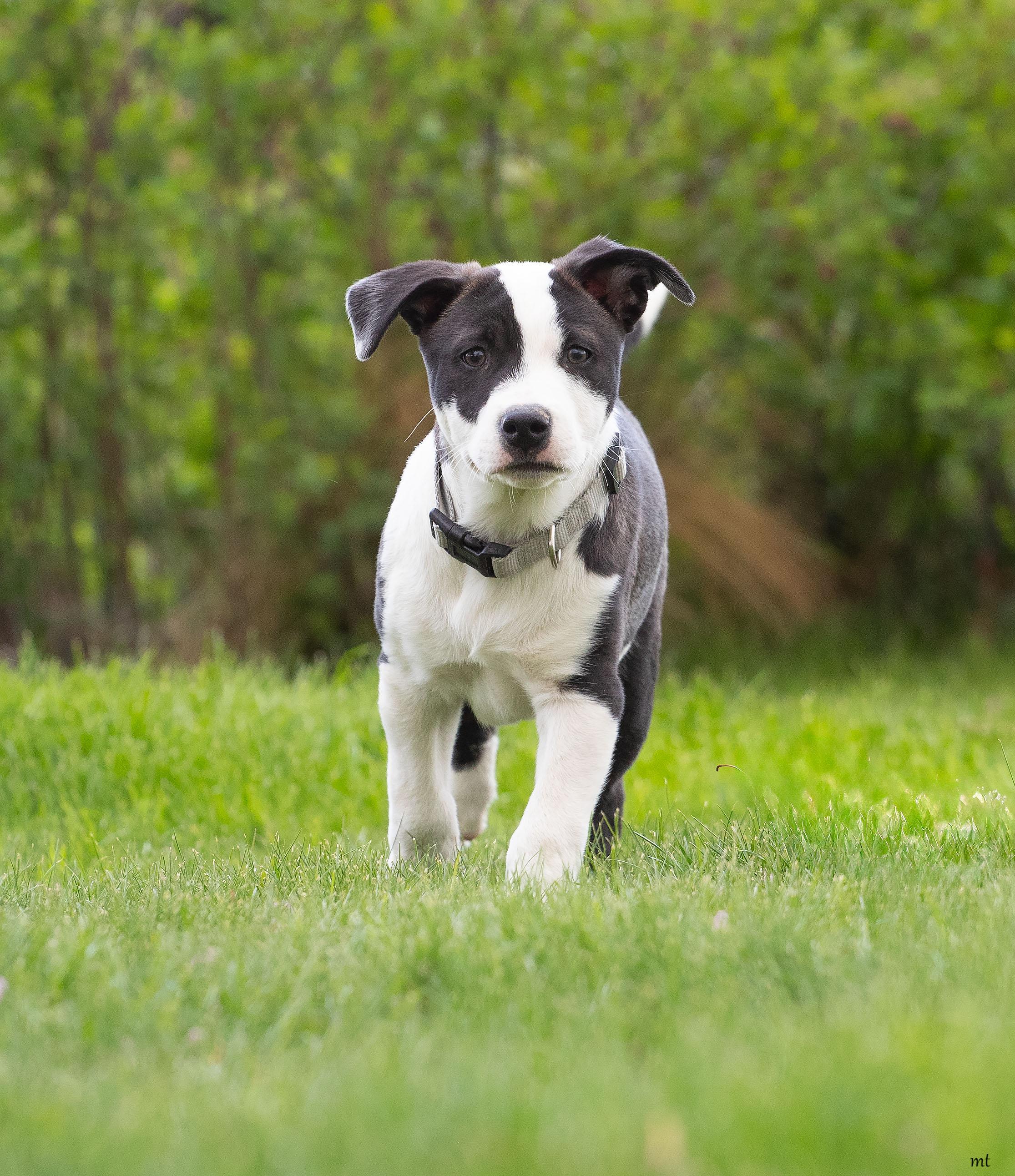Enlarge Donatello, a ADOPTABLE Pit Bull Terrier in Washoe Valley, NV image 3/5