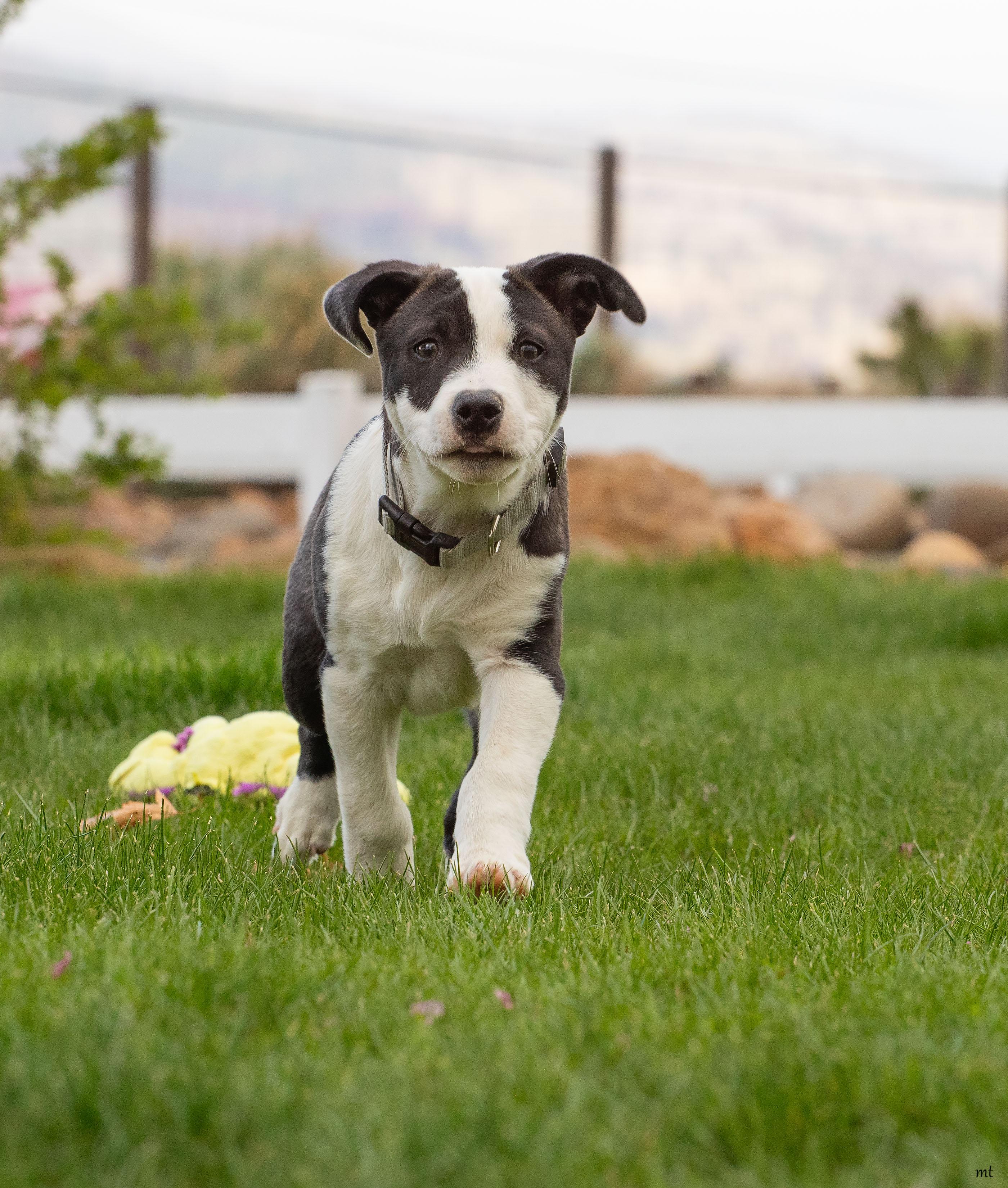 Enlarge Donatello, a ADOPTABLE Pit Bull Terrier in Washoe Valley, NV image 5/5