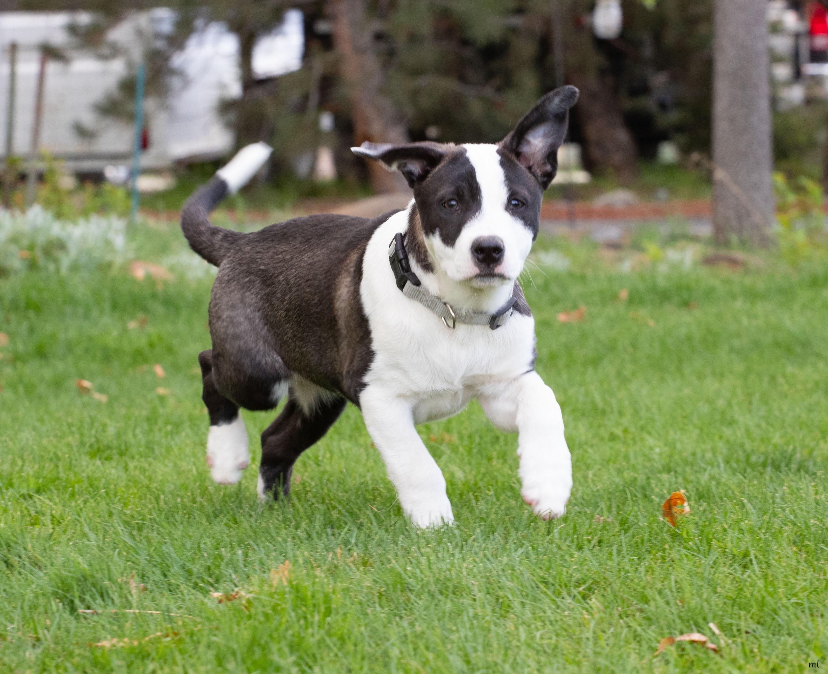 Enlarge Donatello, a ADOPTABLE Pit Bull Terrier in Washoe Valley, NV image 2/5
