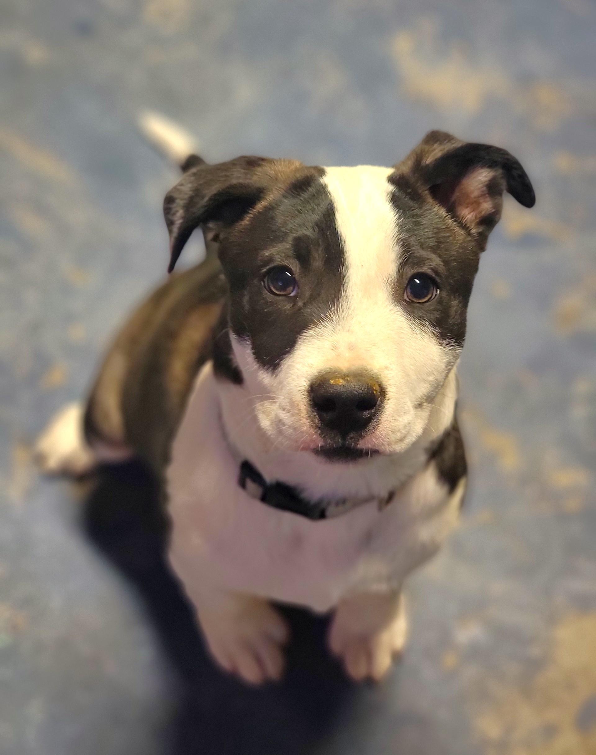 Enlarge Donatello, a ADOPTABLE Pit Bull Terrier in Washoe Valley, NV image 4/5