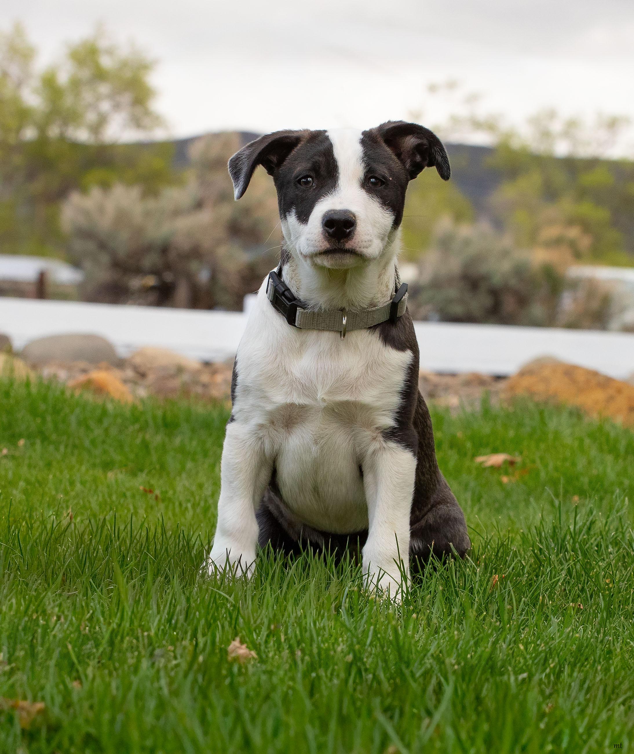 Enlarge Donatello, a ADOPTABLE Pit Bull Terrier in Washoe Valley, NV image 1/5