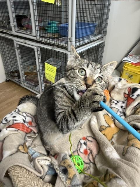 Enlarge KIRBY, a Adoptable Domestic Short Hair in Millerstown, PA image 3/4