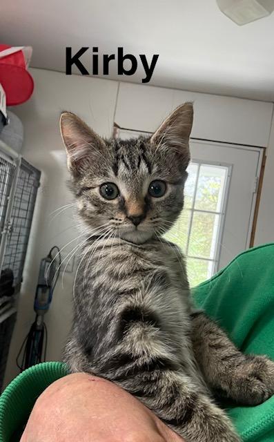 Enlarge KIRBY, a Adoptable Domestic Short Hair in Millerstown, PA image 1/4
