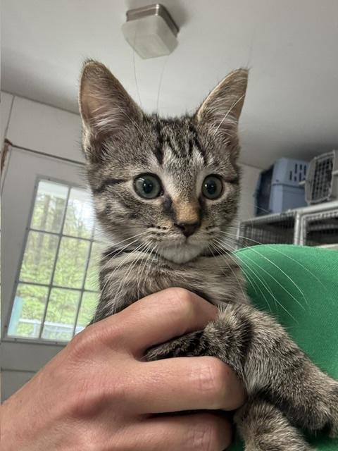 Enlarge KIRBY, a Adoptable Domestic Short Hair in Millerstown, PA image 2/4