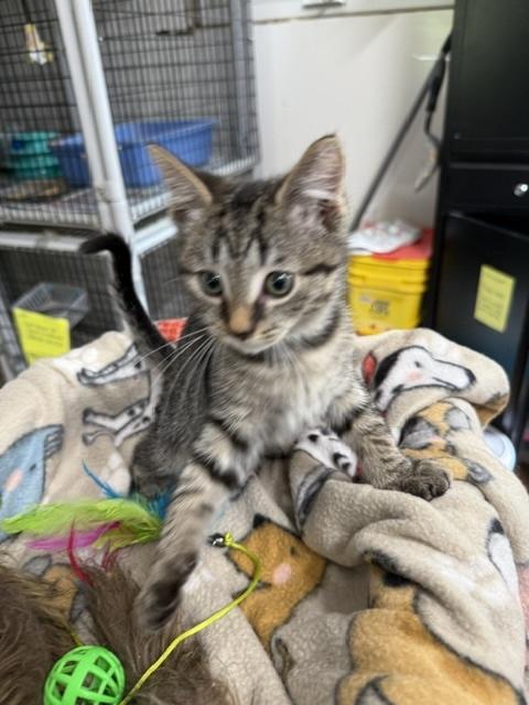 Enlarge KIRBY, a Adoptable Domestic Short Hair in Millerstown, PA image 4/4