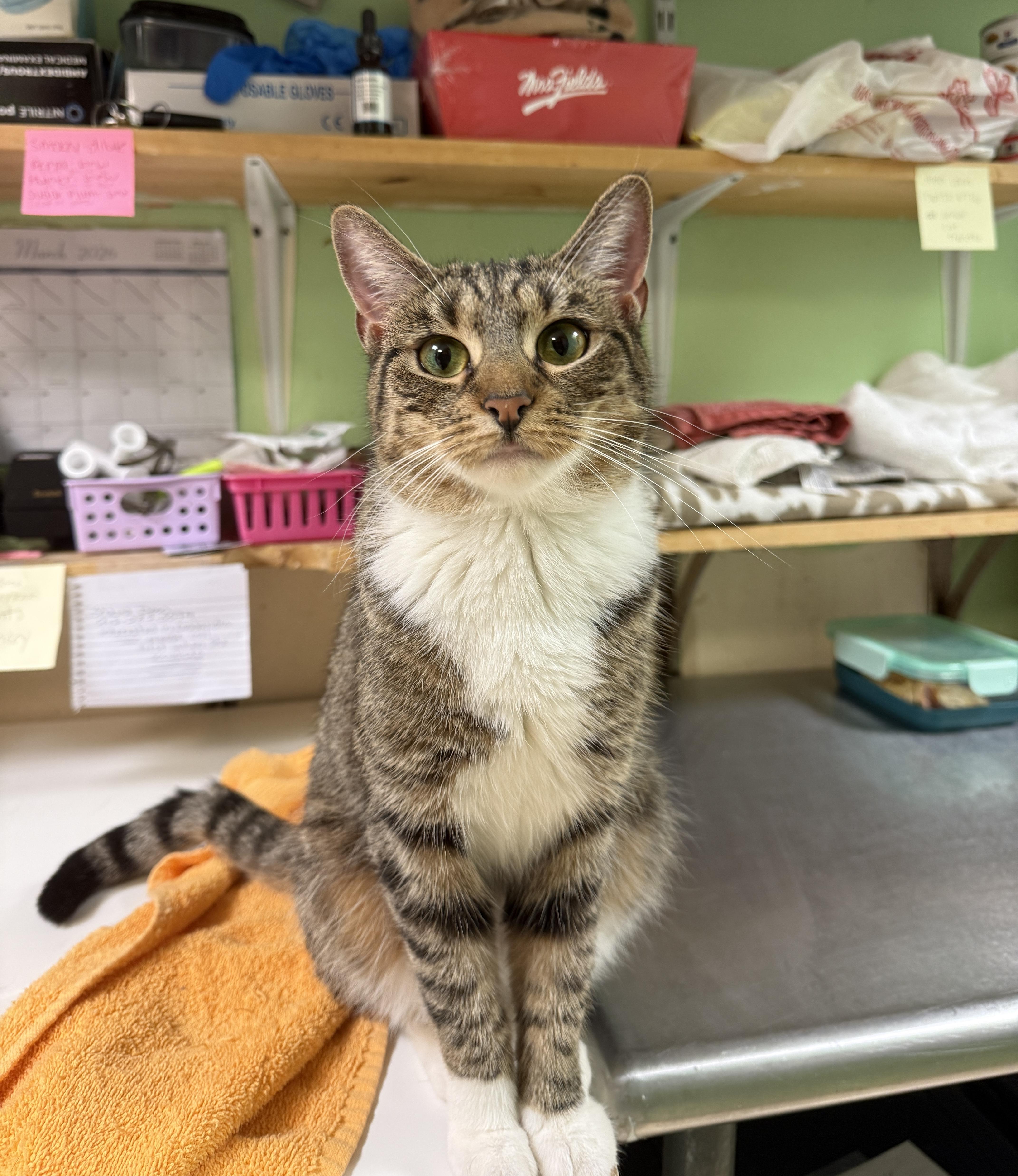 Holly, ADOPTABLE, Adult Female Domestic Short Hair.