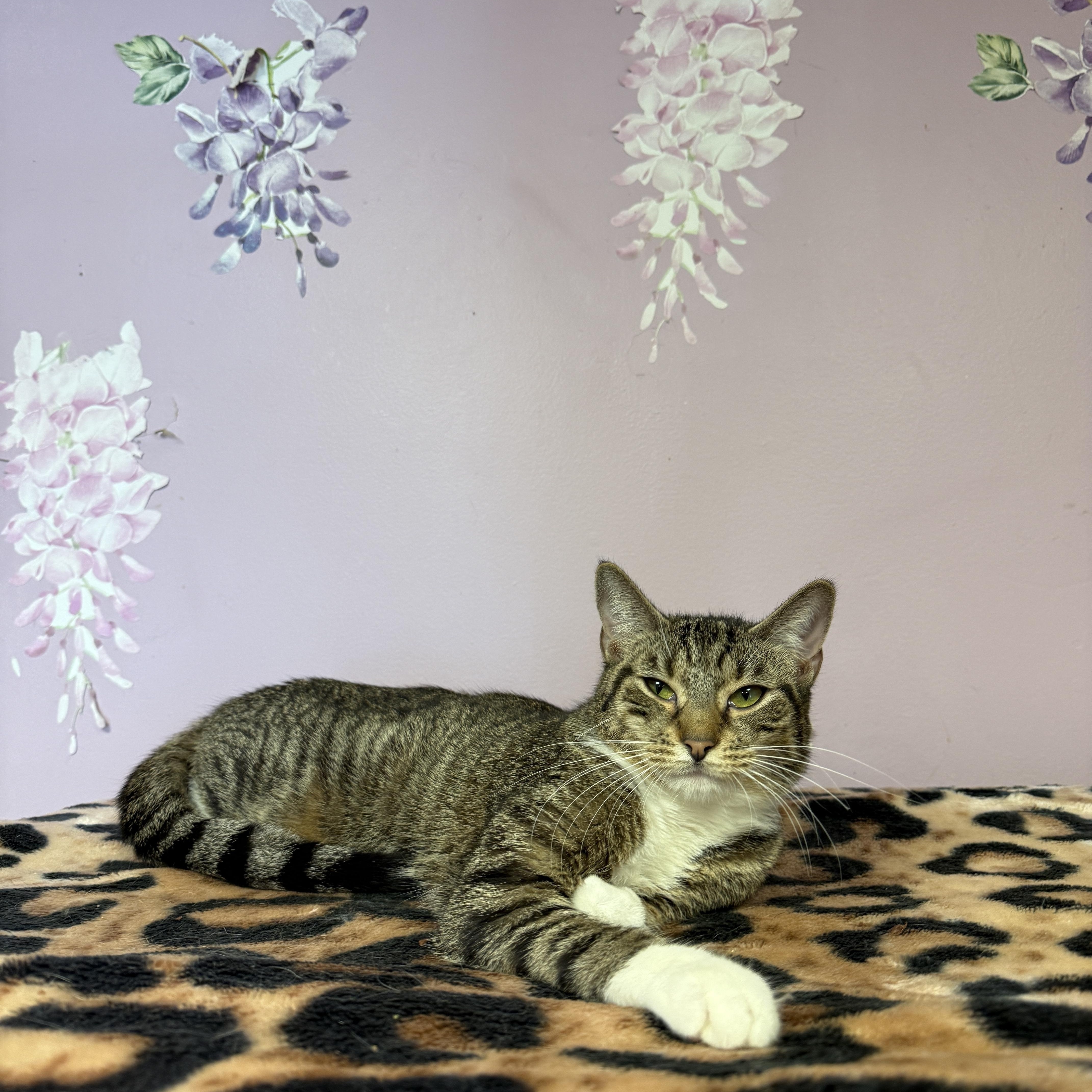 Enlarge Holly, a ADOPTABLE Domestic Short Hair in Freeport, NY image 2/2