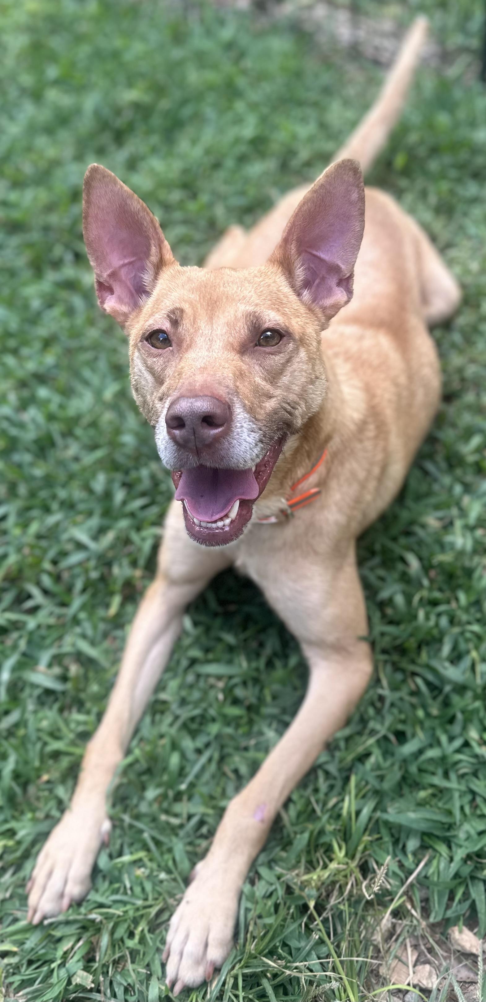 Molly, Adopted, Adult Female Yellow Labrador Retriever & Carolina Dog.