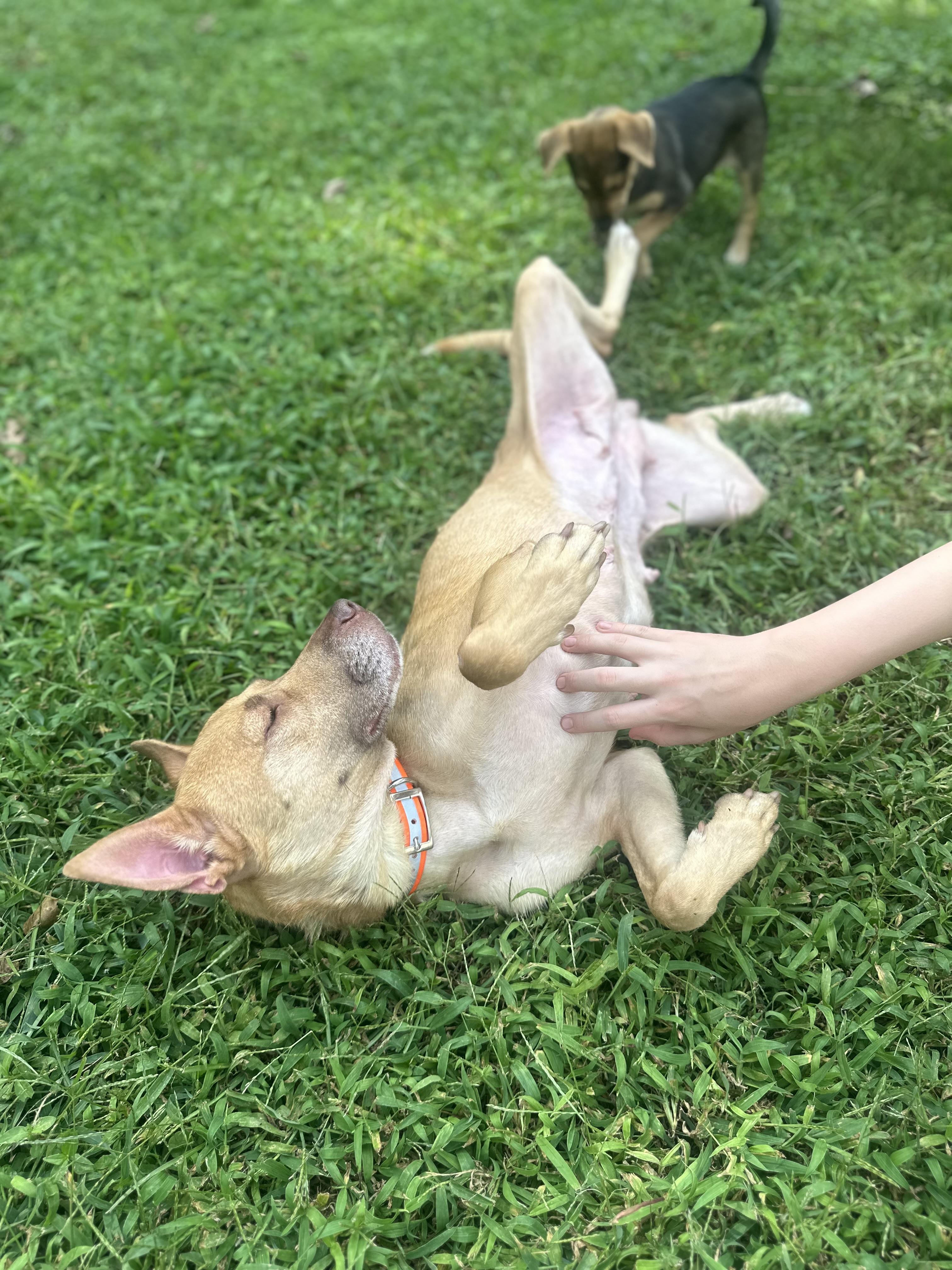 Enlarge Molly, a Adopted mixed breed in Martin, GA image 2/6