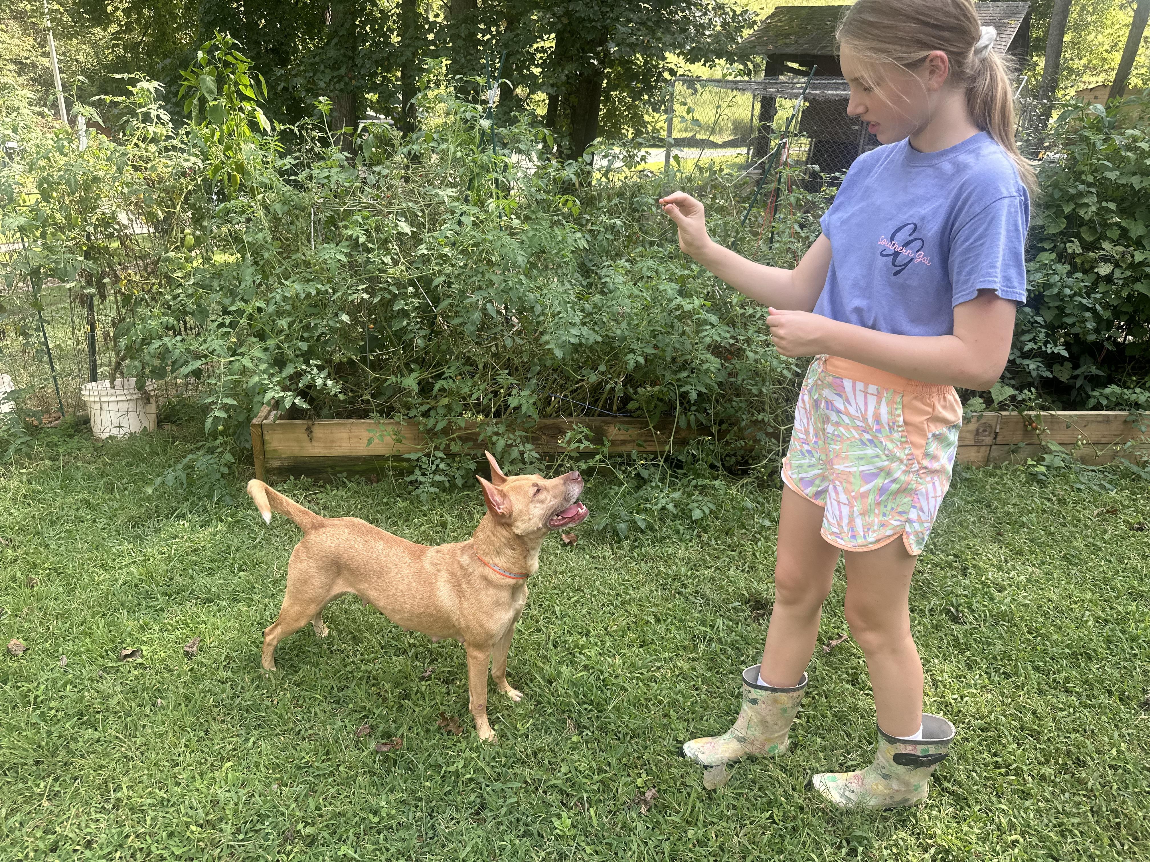 Enlarge Molly, a Adopted mixed breed in Martin, GA image 3/6