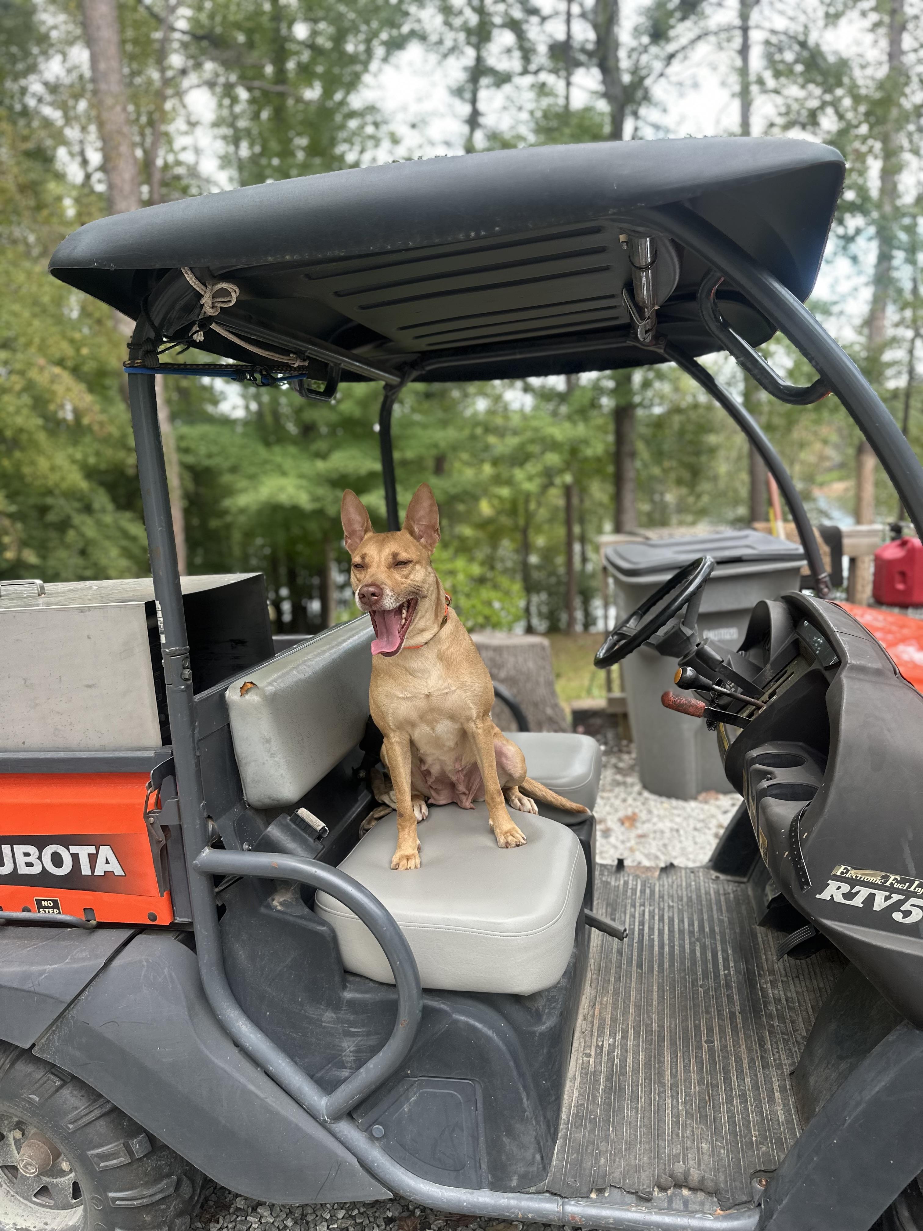 Enlarge Molly, a Adopted mixed breed in Martin, GA image 4/6
