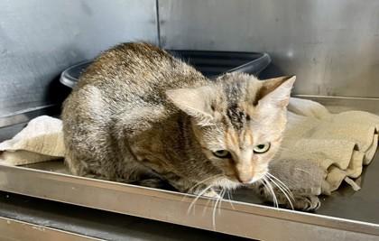 Mama Roux, Adoptable, Adult Female Domestic Short Hair & Domestic Short Hair.