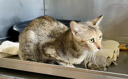 Enlarge Mama Roux, a Adoptable Domestic Short Hair in Covington, LA image 2/2