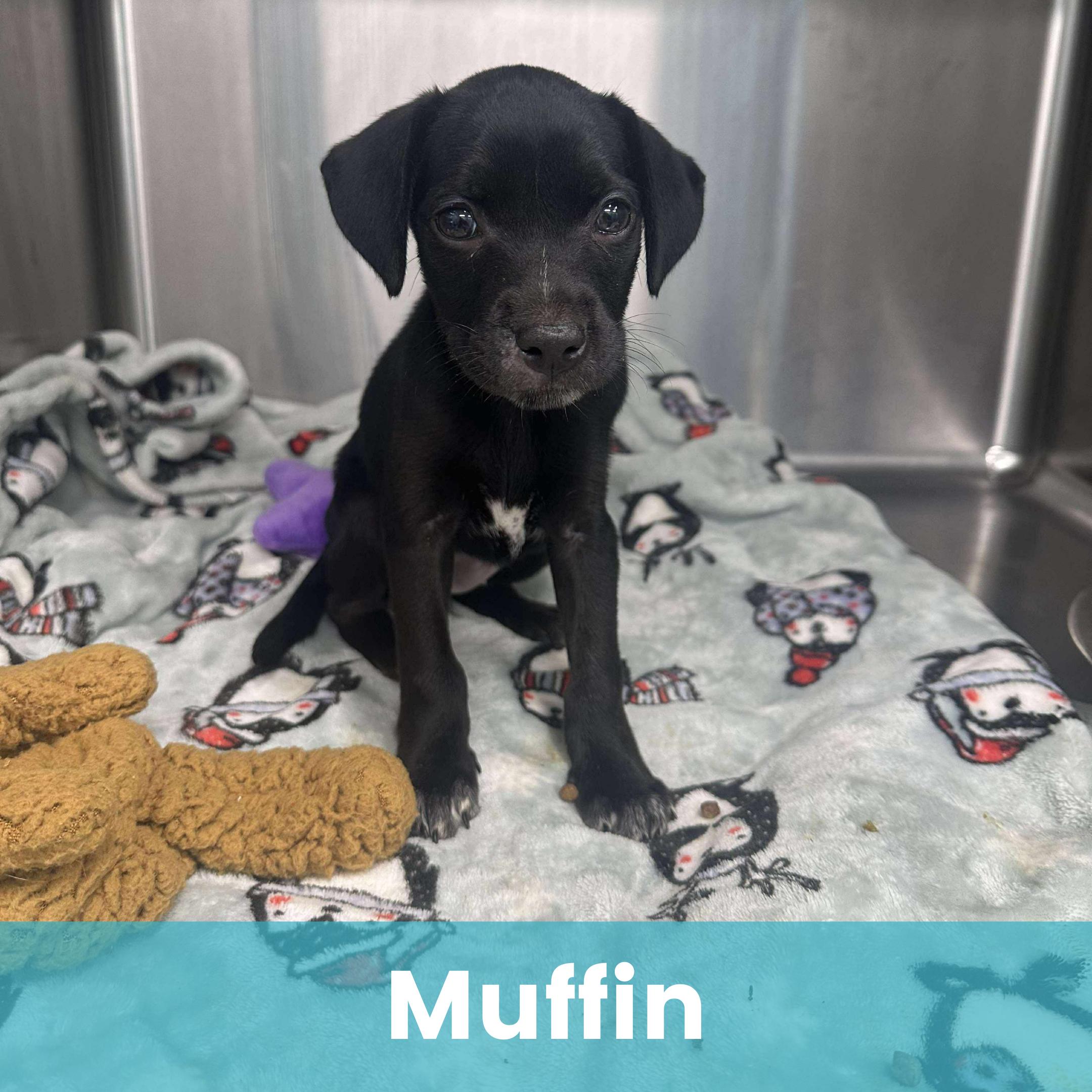 Muffin