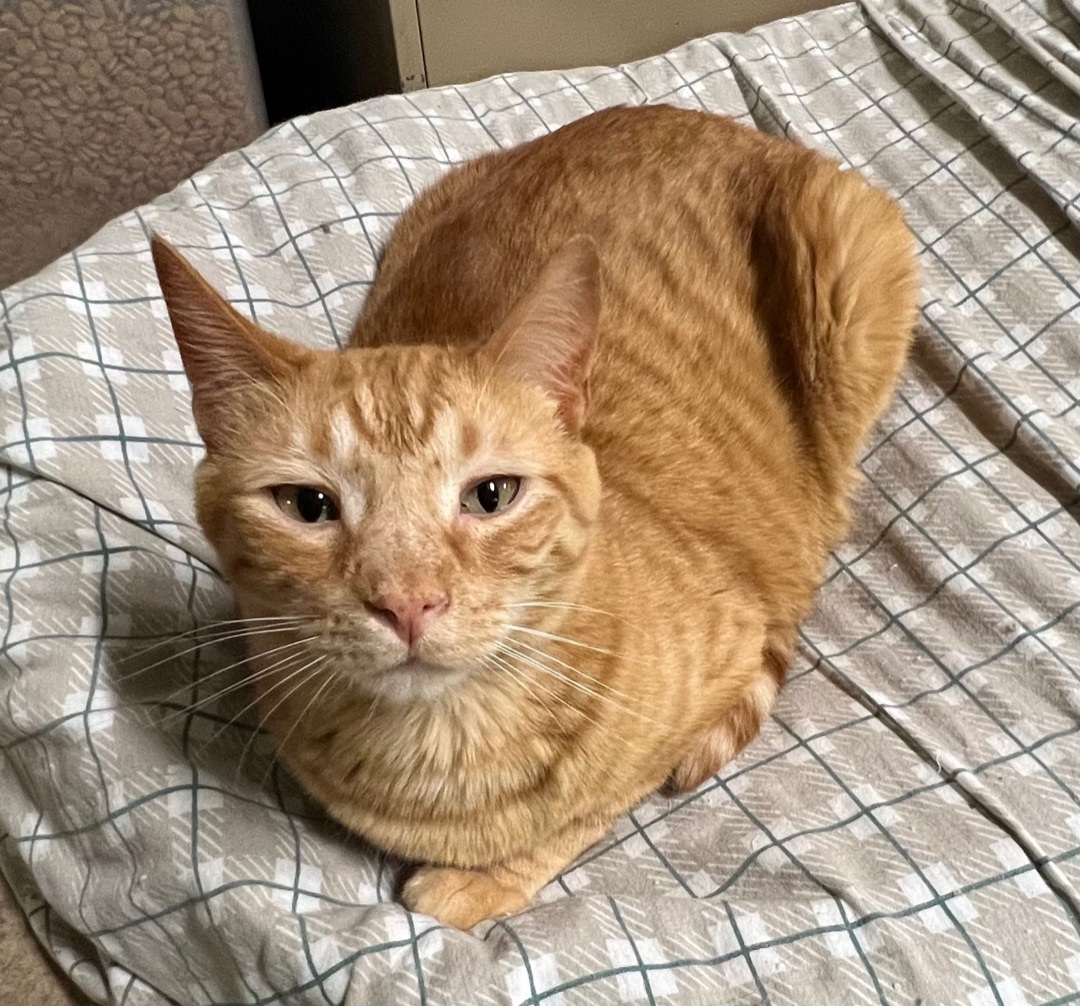 Prince Naveen (bonded), Adoptable, Adult Male American Shorthair.