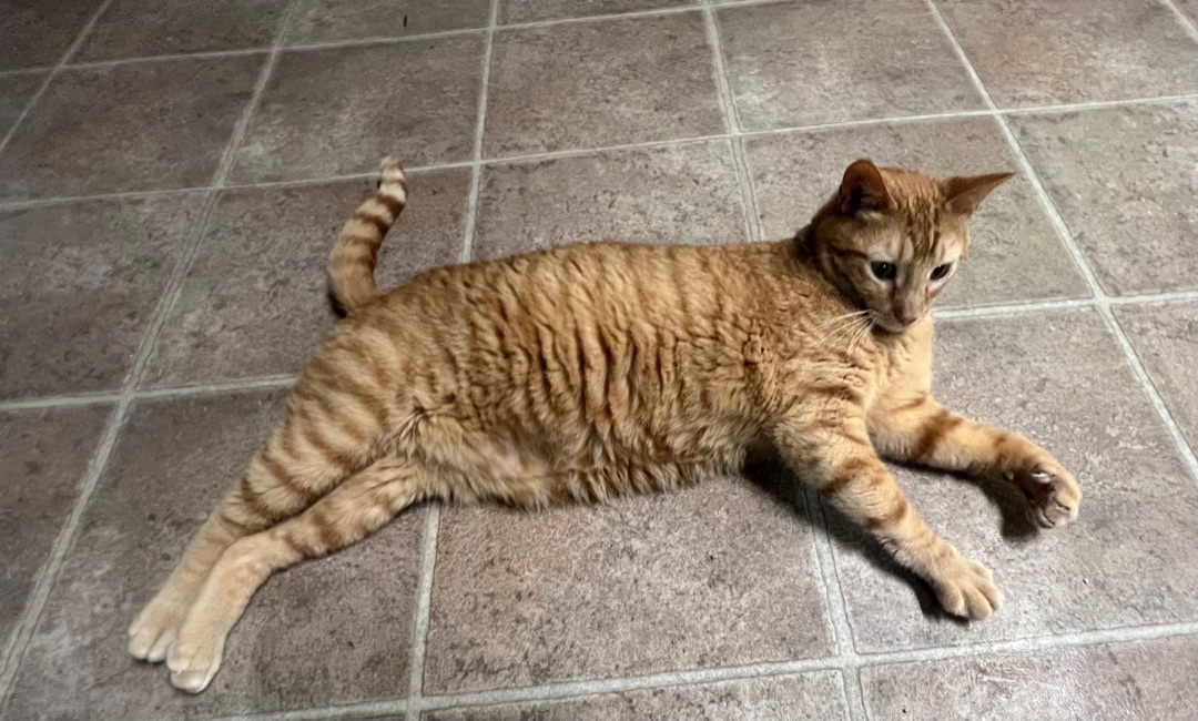 Prince Naveen (bonded), a Adoptable American Shorthair in Yellville, AR image 2/5