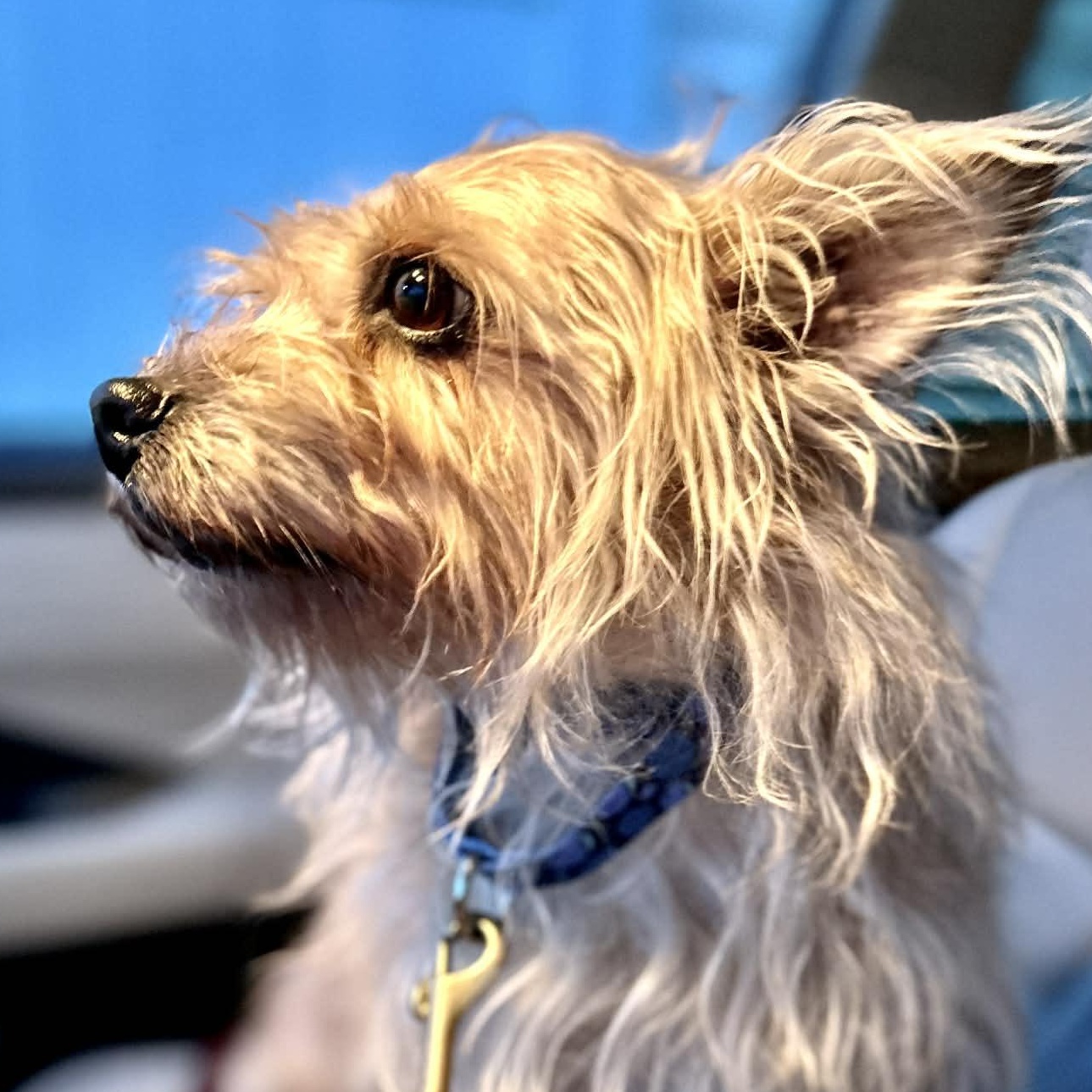 Stella, ADOPTABLE, Adult Female Yorkshire Terrier.