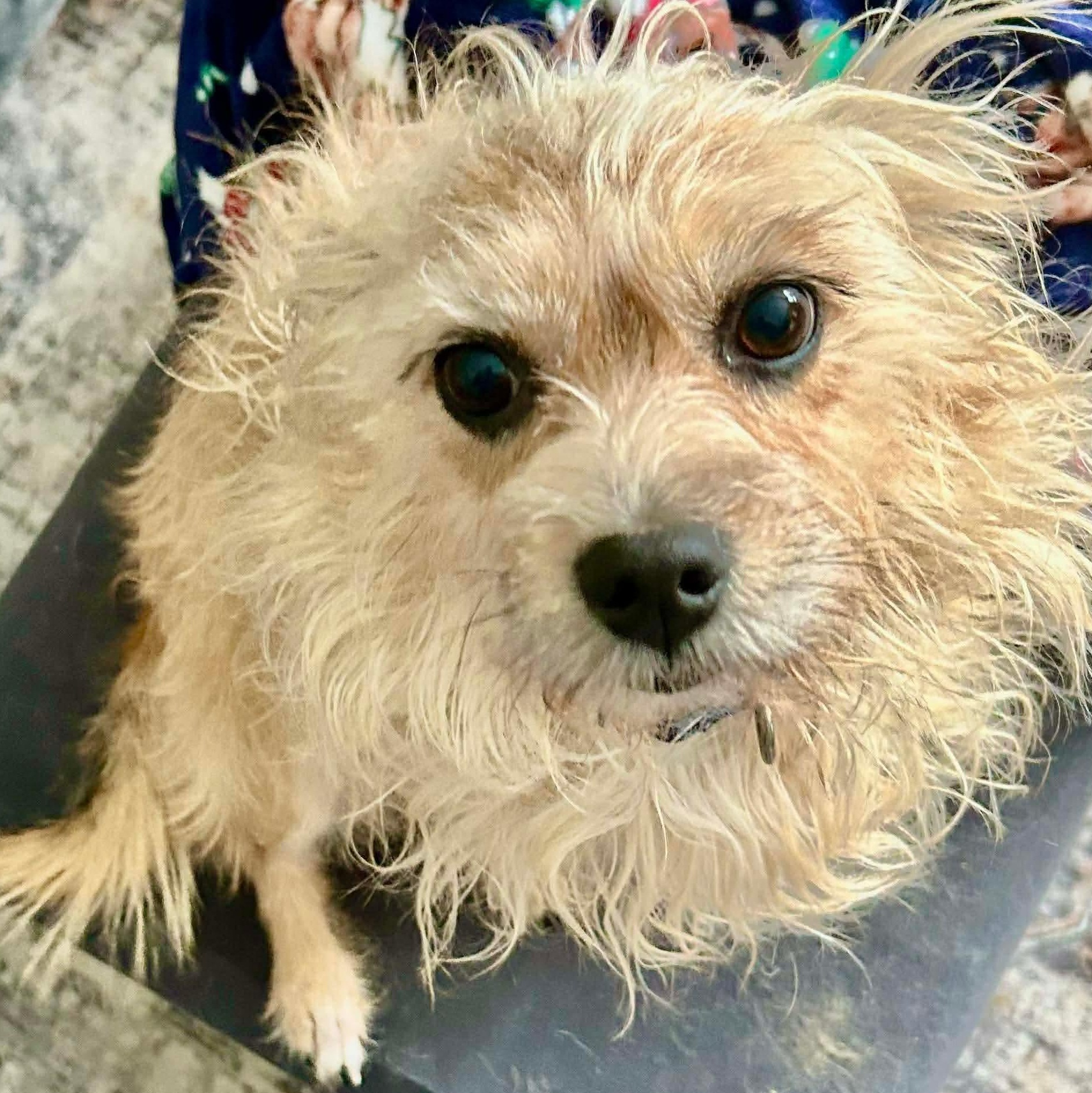 Enlarge Stella, a ADOPTABLE mixed breed in Buffalo, NY image 1/6