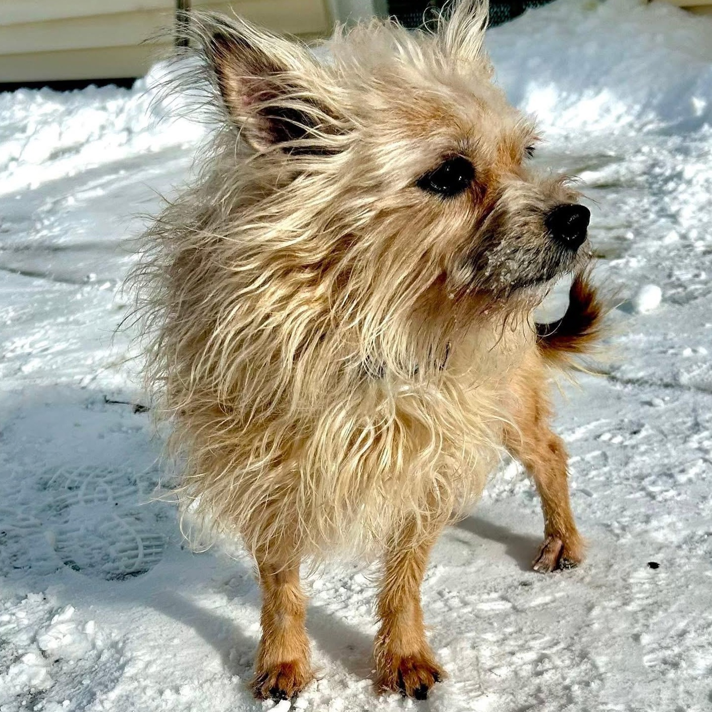 Enlarge Stella, a ADOPTABLE mixed breed in Buffalo, NY image 6/6