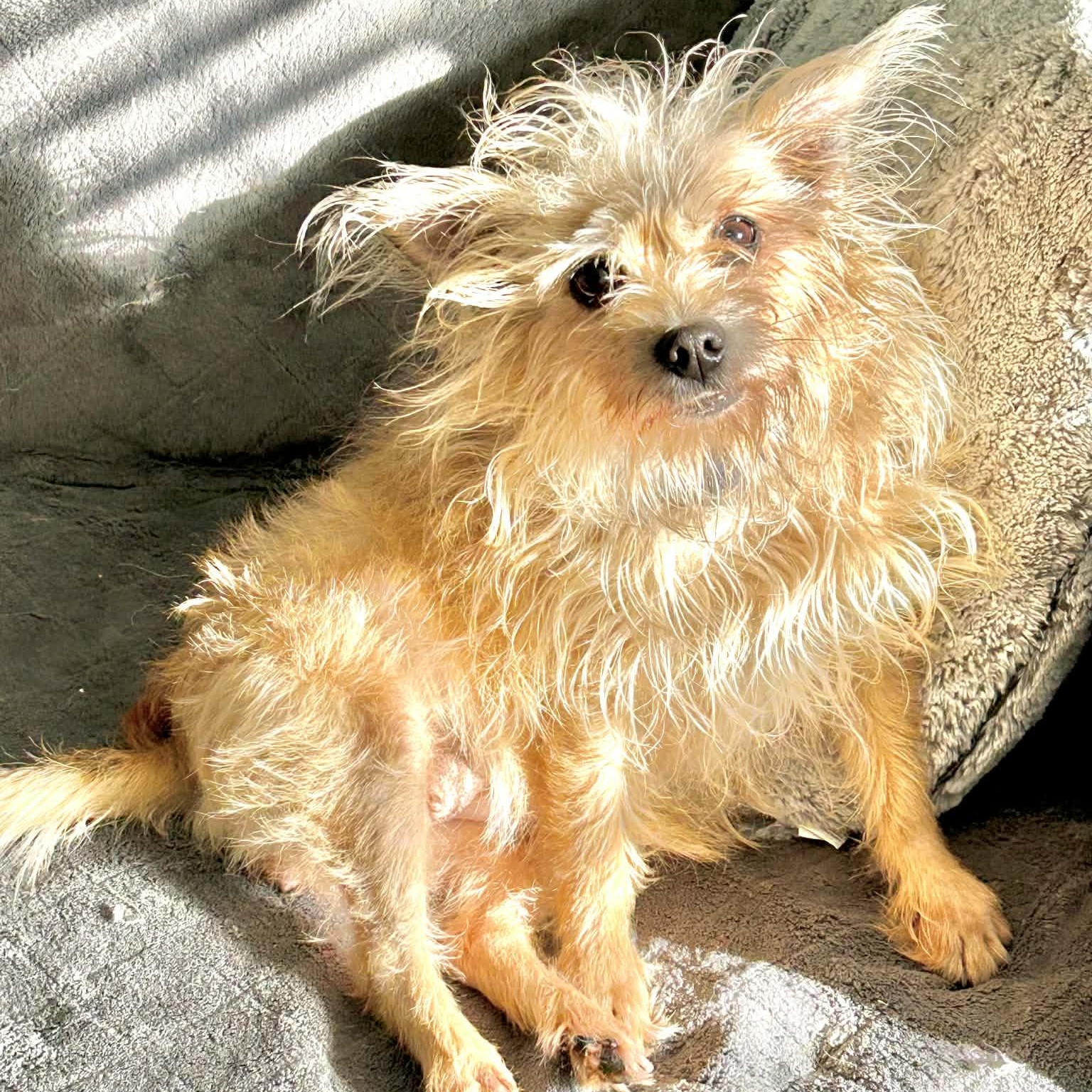 Stella, a ADOPTABLE mixed breed in Buffalo, NY image 2/6