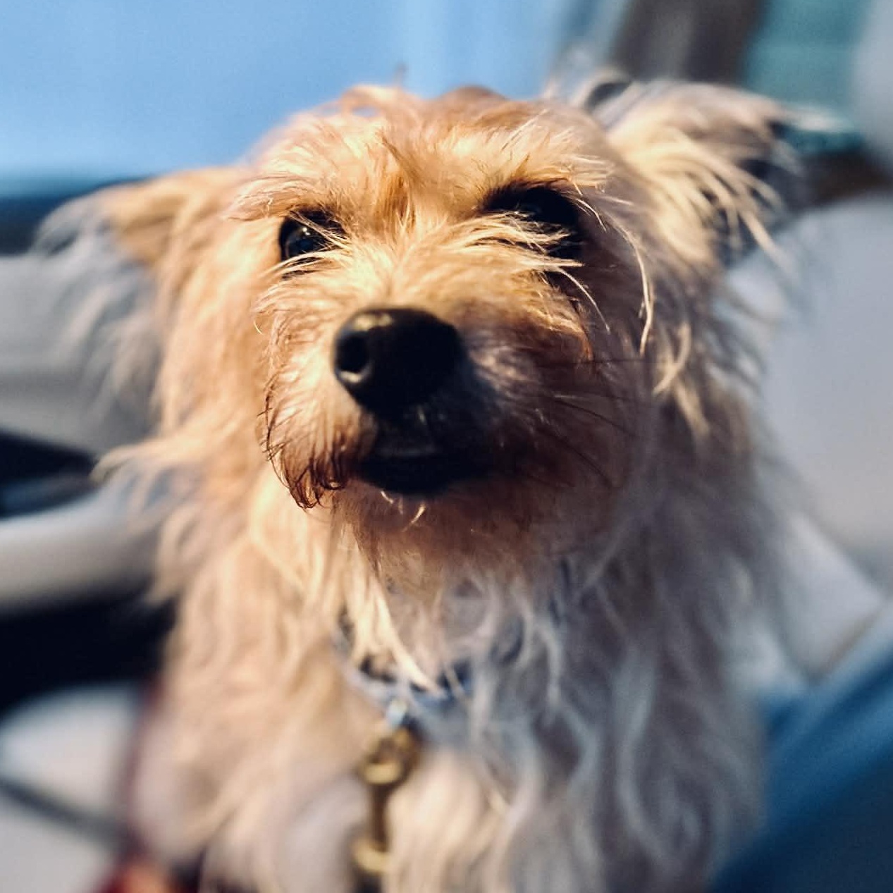 Stella, a ADOPTABLE mixed breed in Buffalo, NY image 3/6