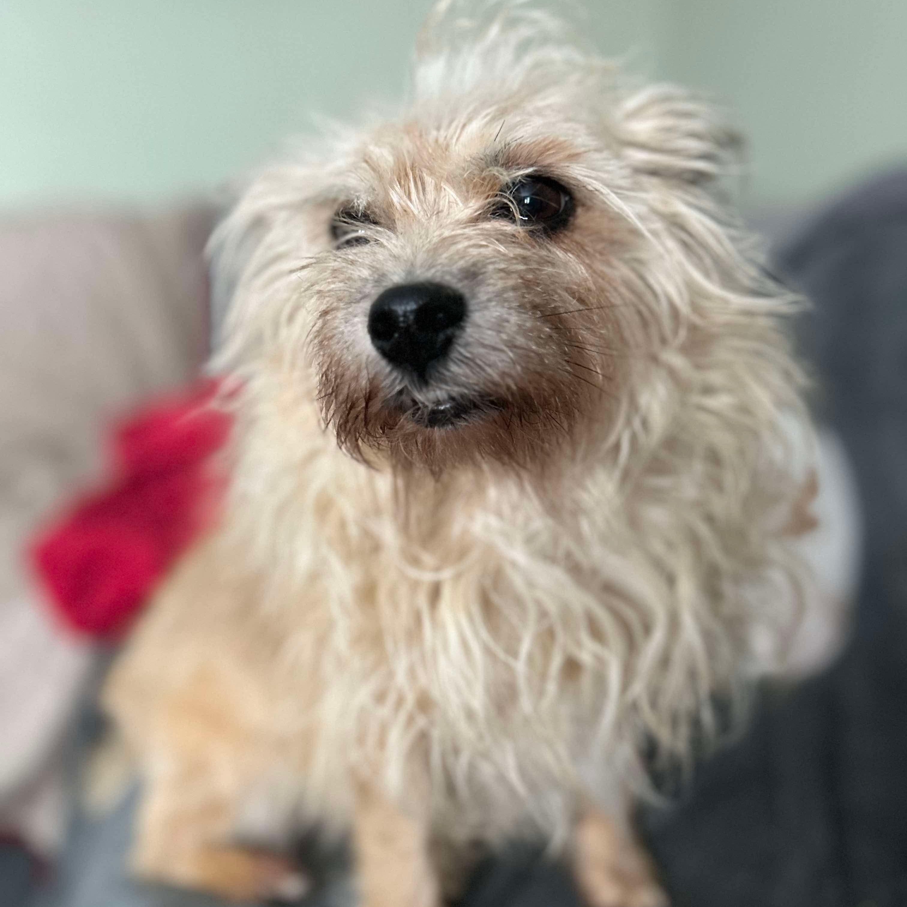 Stella, a ADOPTABLE mixed breed in Buffalo, NY image 4/6