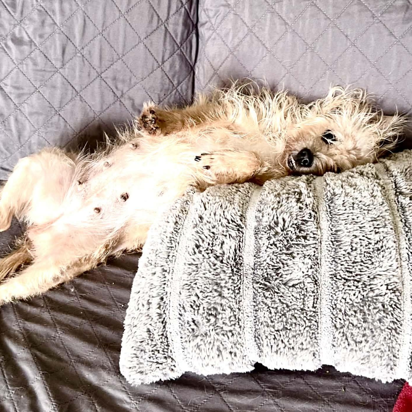 Stella, a ADOPTABLE mixed breed in Buffalo, NY image 5/6