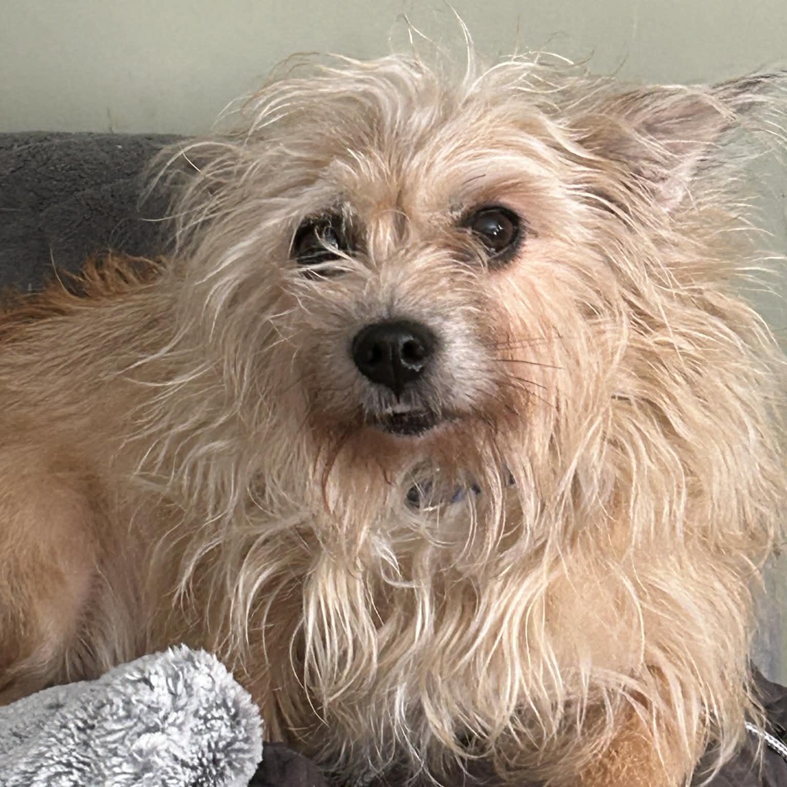 Stella, a ADOPTABLE mixed breed in Buffalo, NY image 6/6