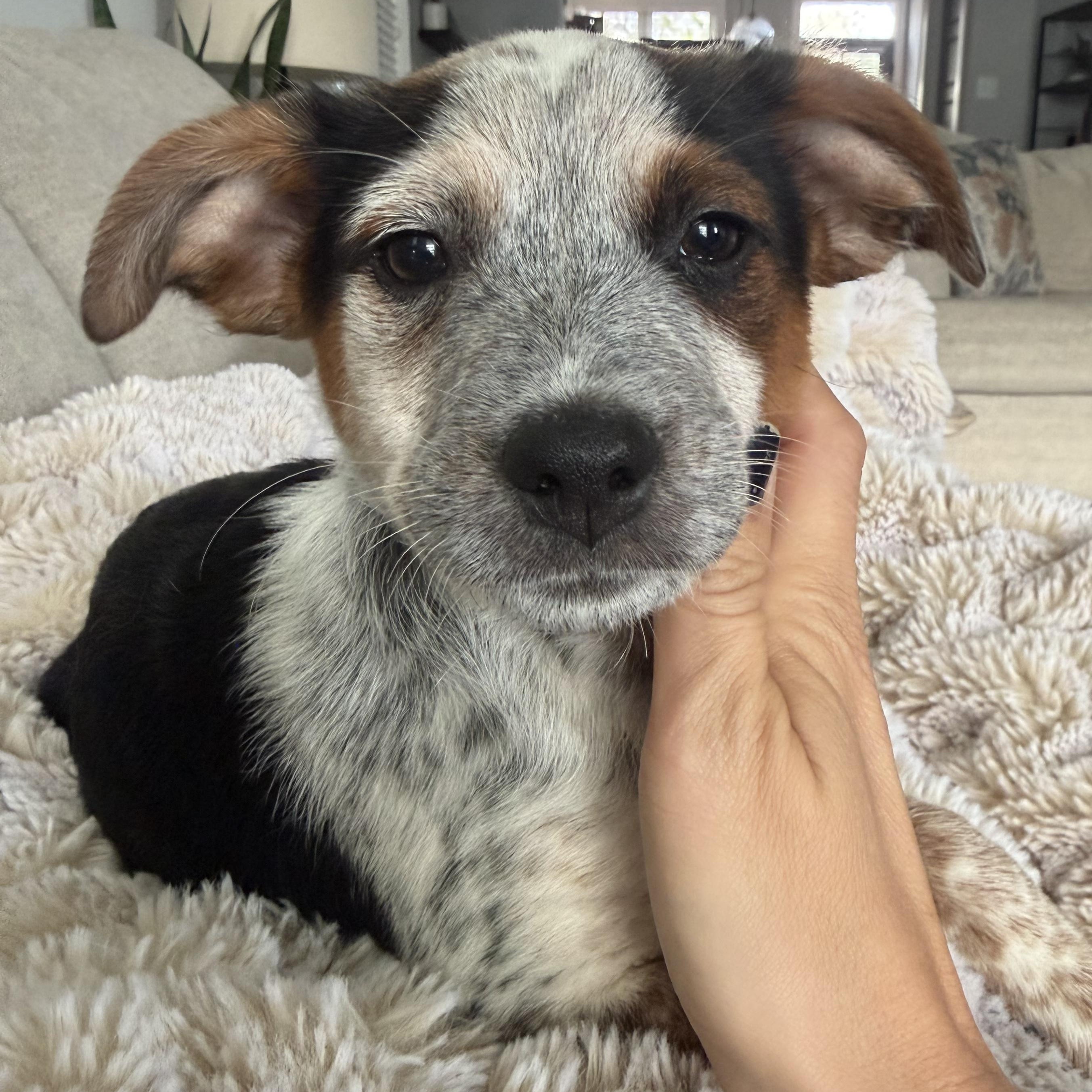 Gravy, Adoptable, Puppy Male Australian Cattle Dog / Blue Heeler & Australian Shepherd.
