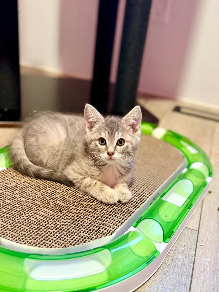 Meg, Adoptable, Kitten Female Domestic Short Hair.