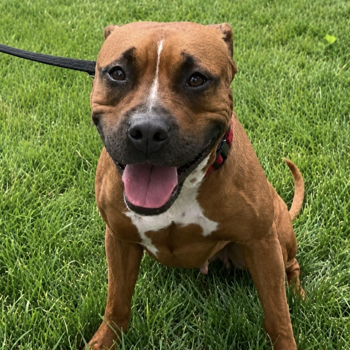Gabby, ADOPTABLE, Young Female Pit Bull Terrier.