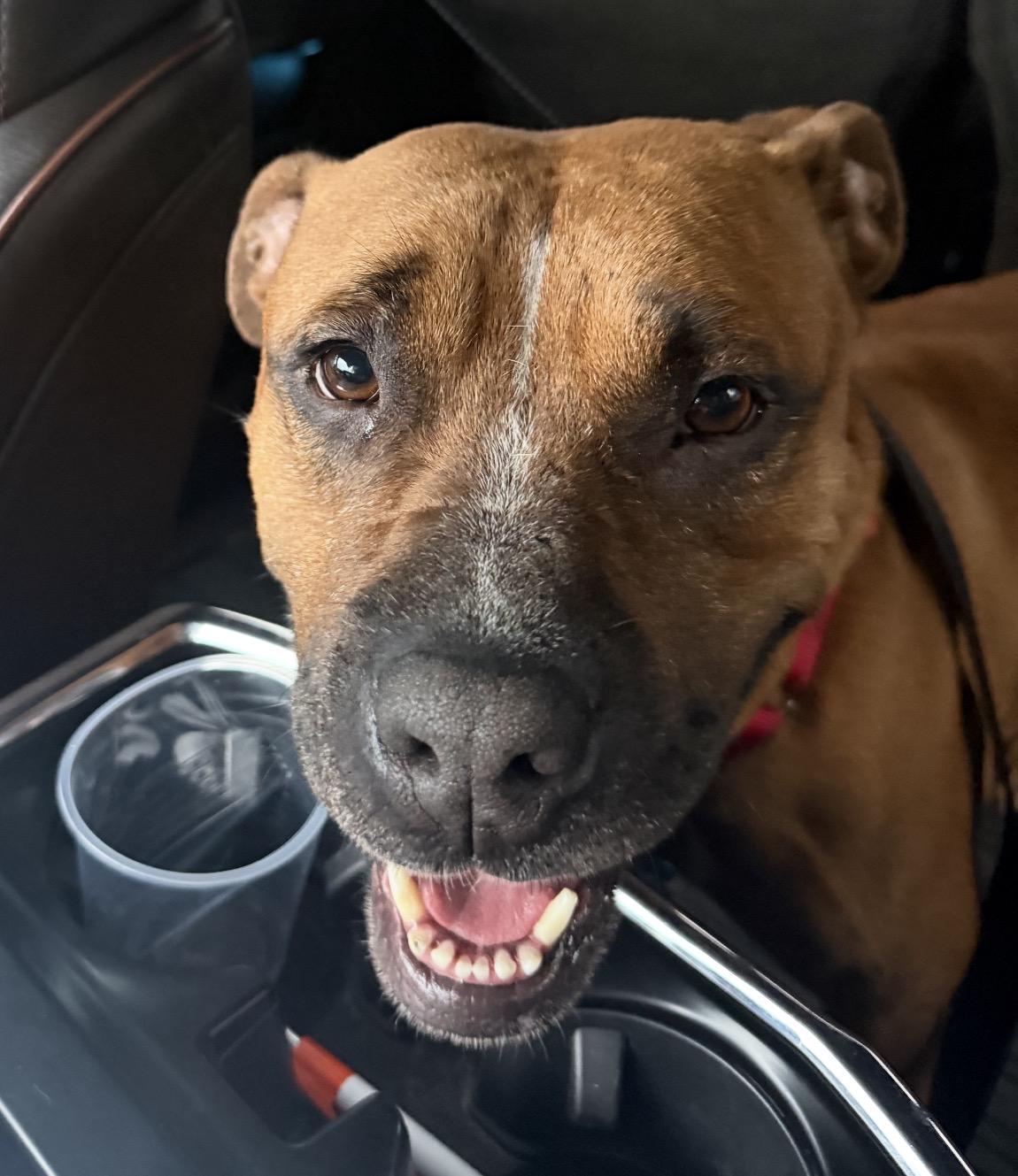 Enlarge Gabby, a ADOPTABLE Pit Bull Terrier in Naperville, IL image 2/2