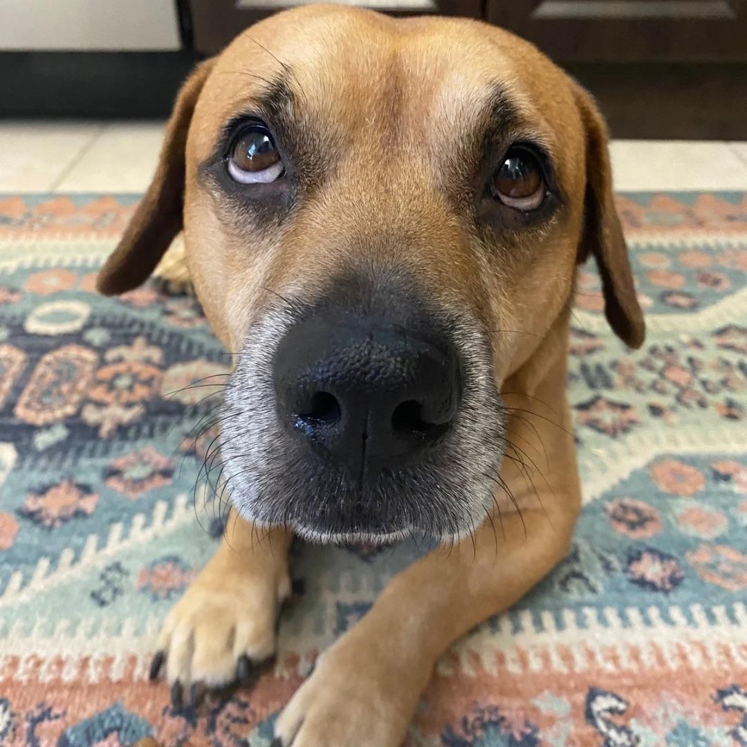 Felix, a Adoptable mixed breed in Palm City, FL image 1/4