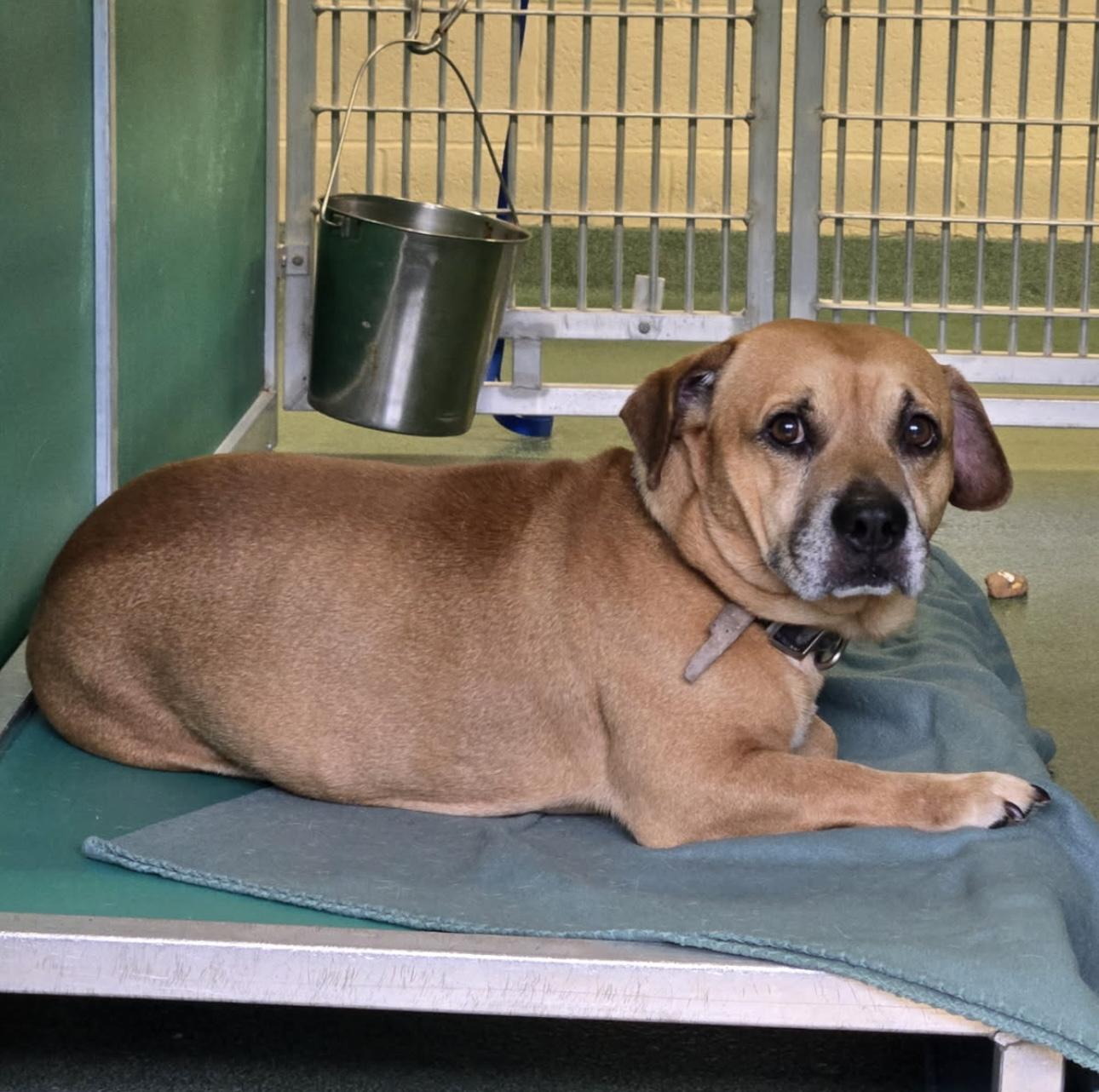 Felix, a Adoptable mixed breed in Palm City, FL image 2/4