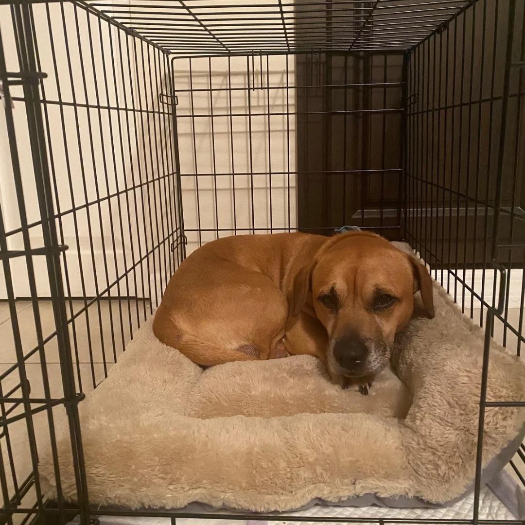 Felix, a Adoptable mixed breed in Palm City, FL image 3/4