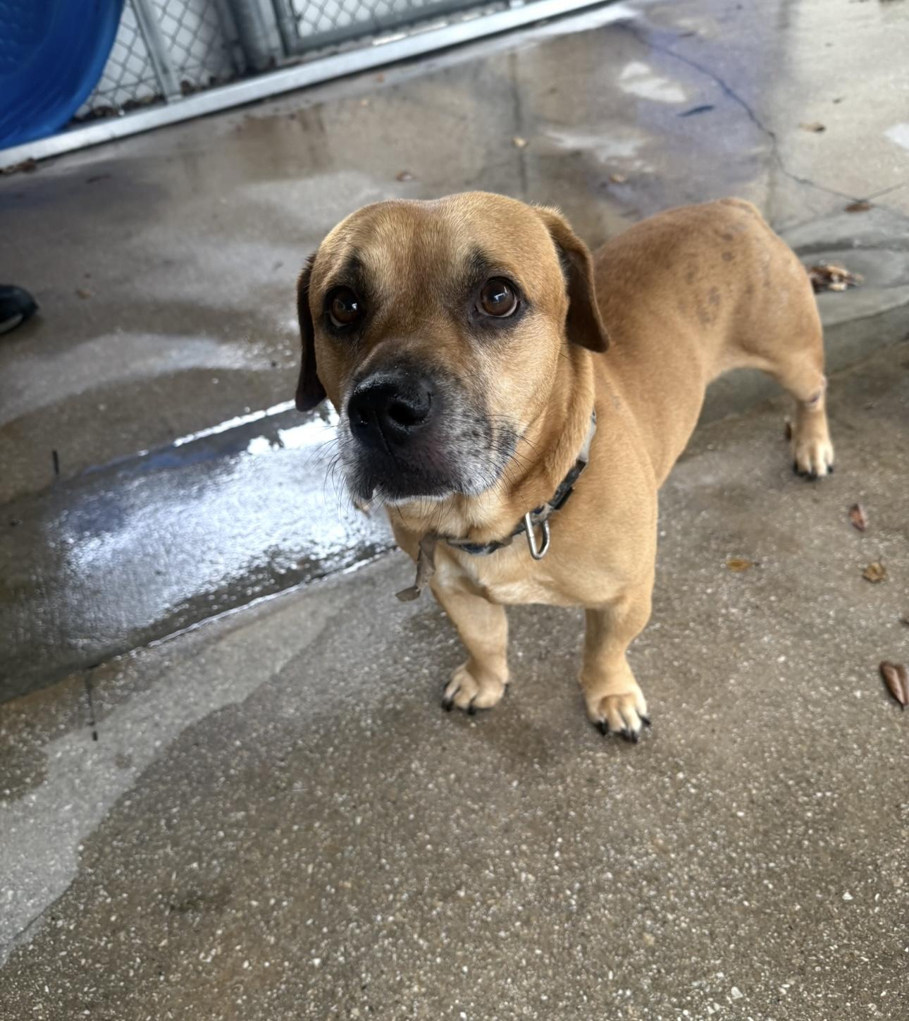 Felix, a Adoptable mixed breed in Palm City, FL image 4/4