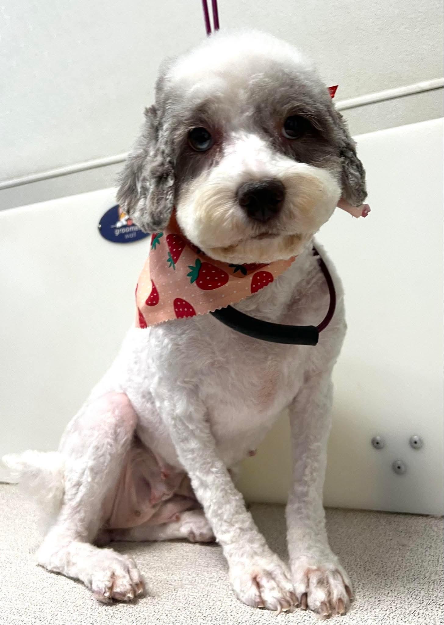 Mavis, Adoptable, Adult Female Cockapoo.