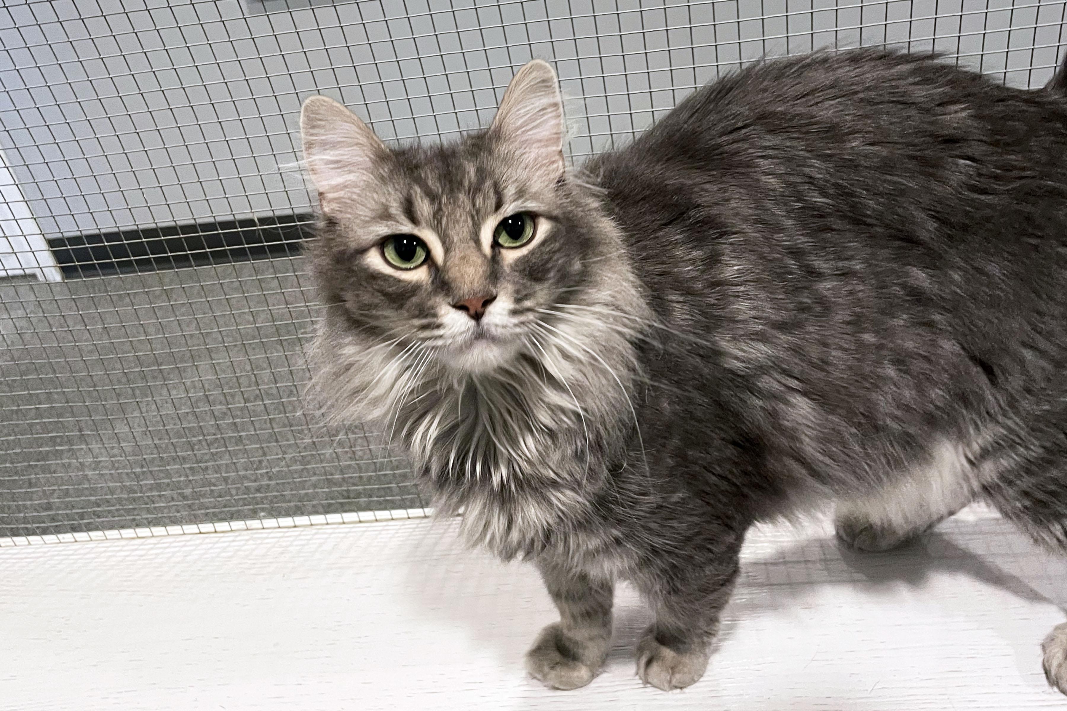 Jangle, Adoptable, Young Male Domestic Medium Hair.
