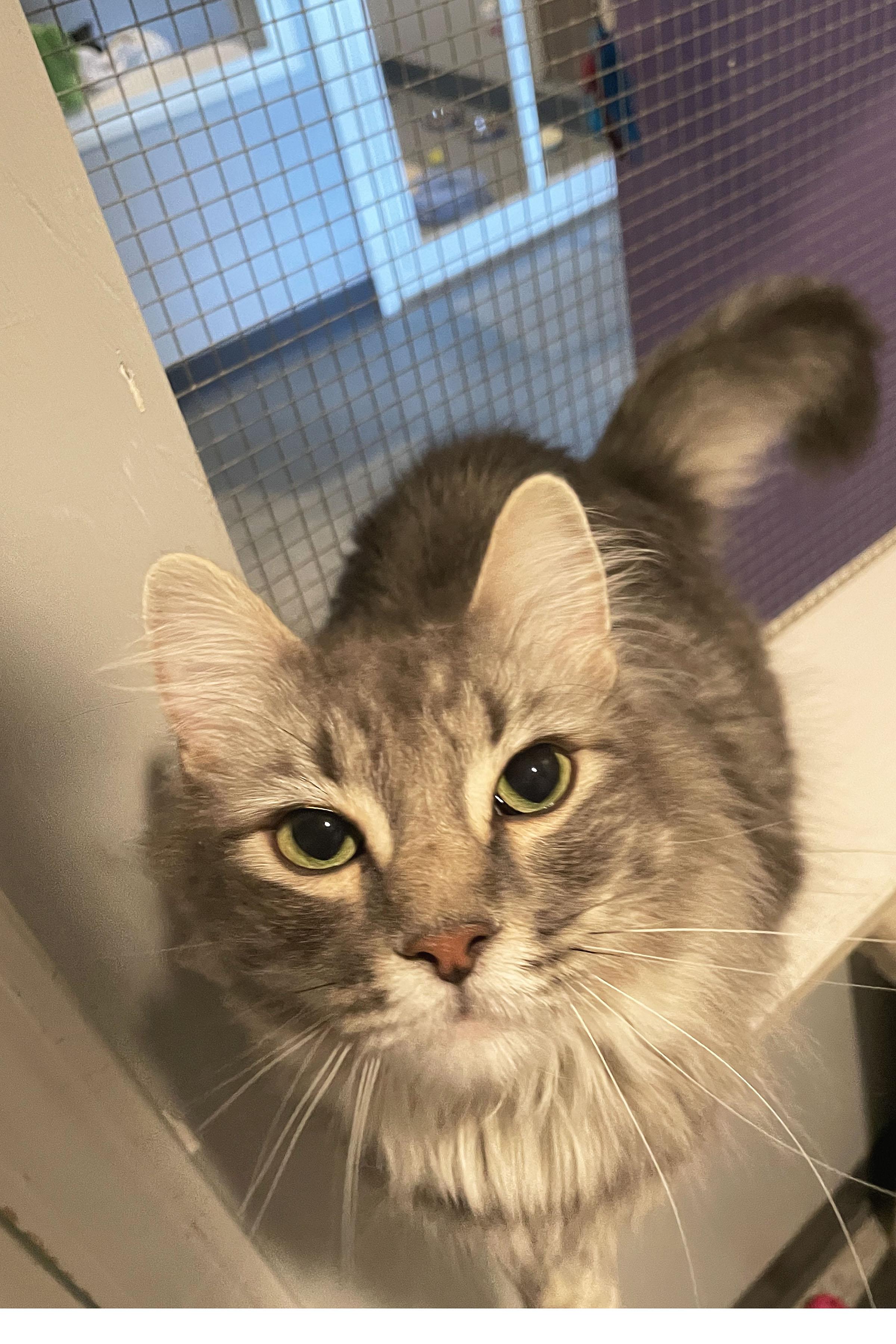 Enlarge Jangle, a Adoptable Domestic Medium Hair in Lincoln, NE image 3/3